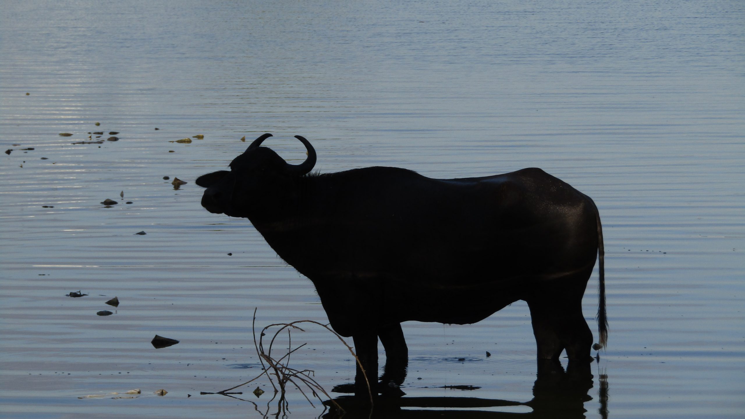 A buffalo taking bath in the lake.