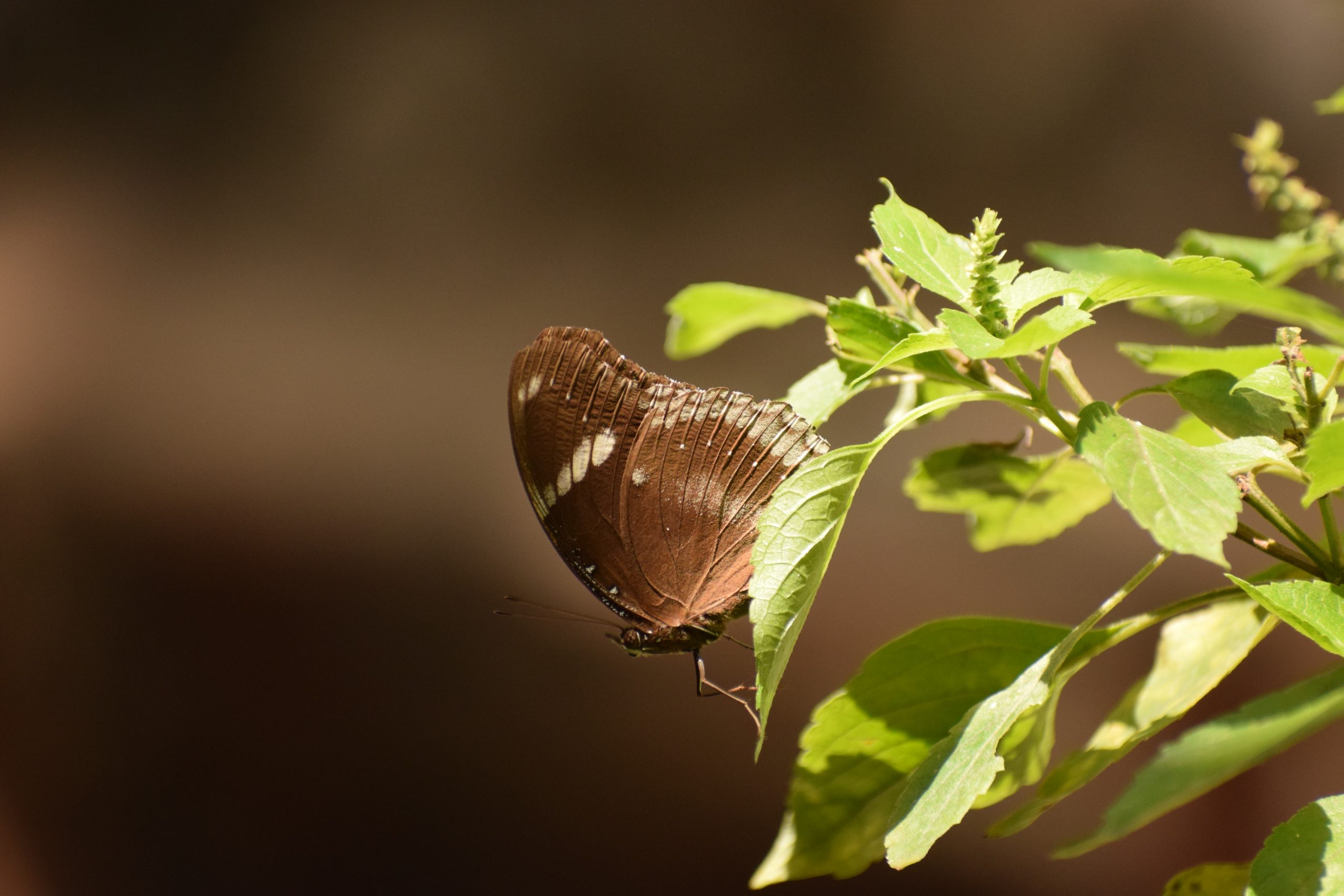 butterfly on a leaf