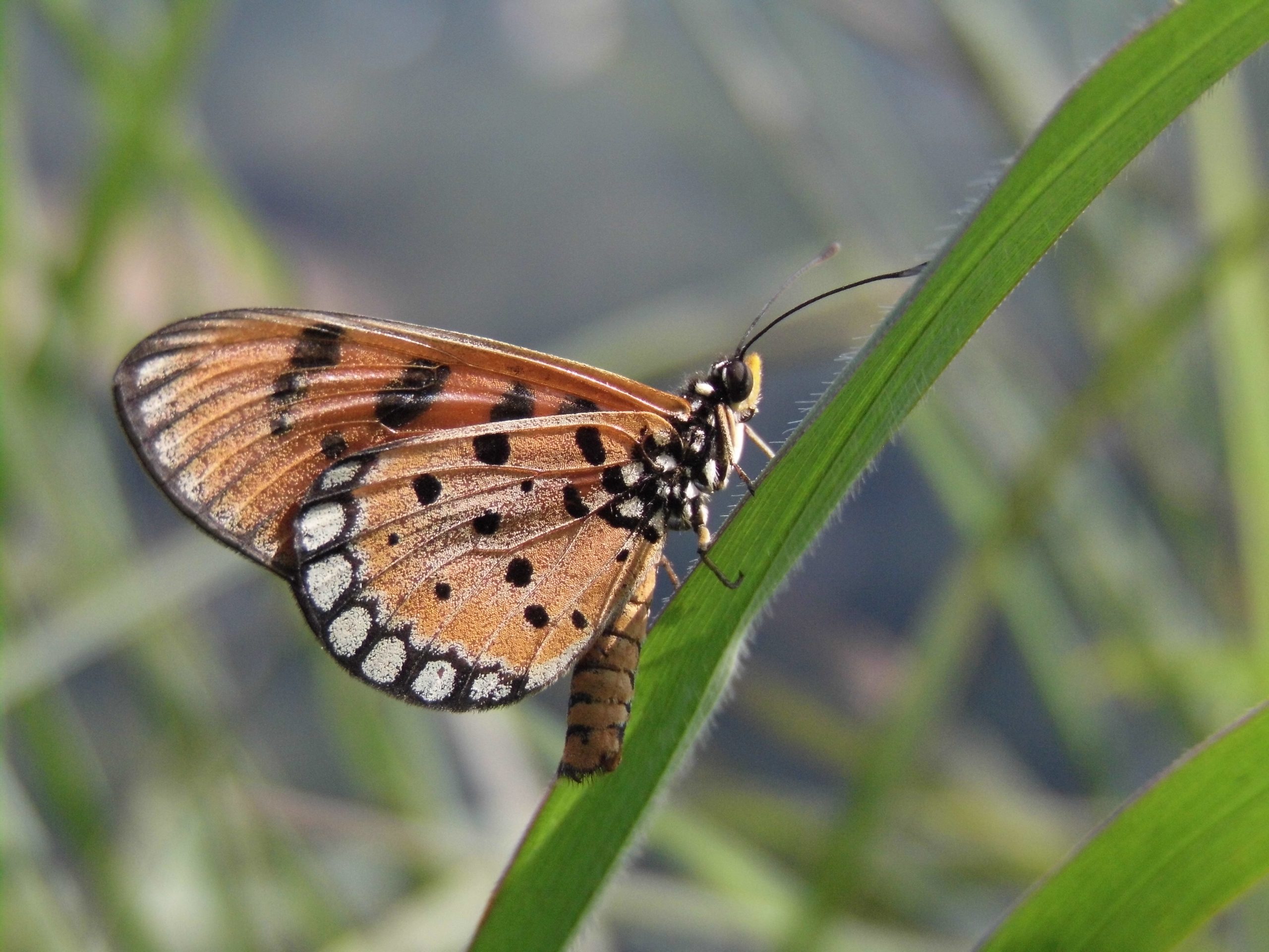 butterfly on leaf