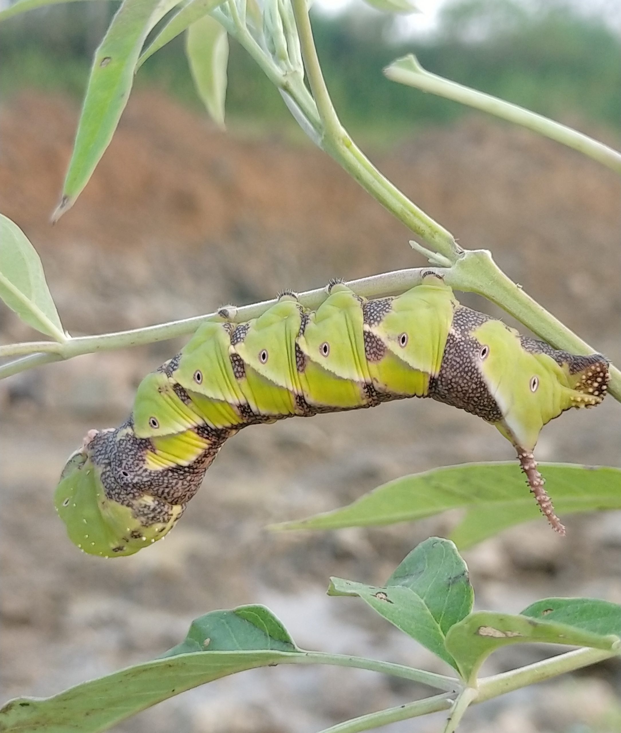 caterpillar on a stem