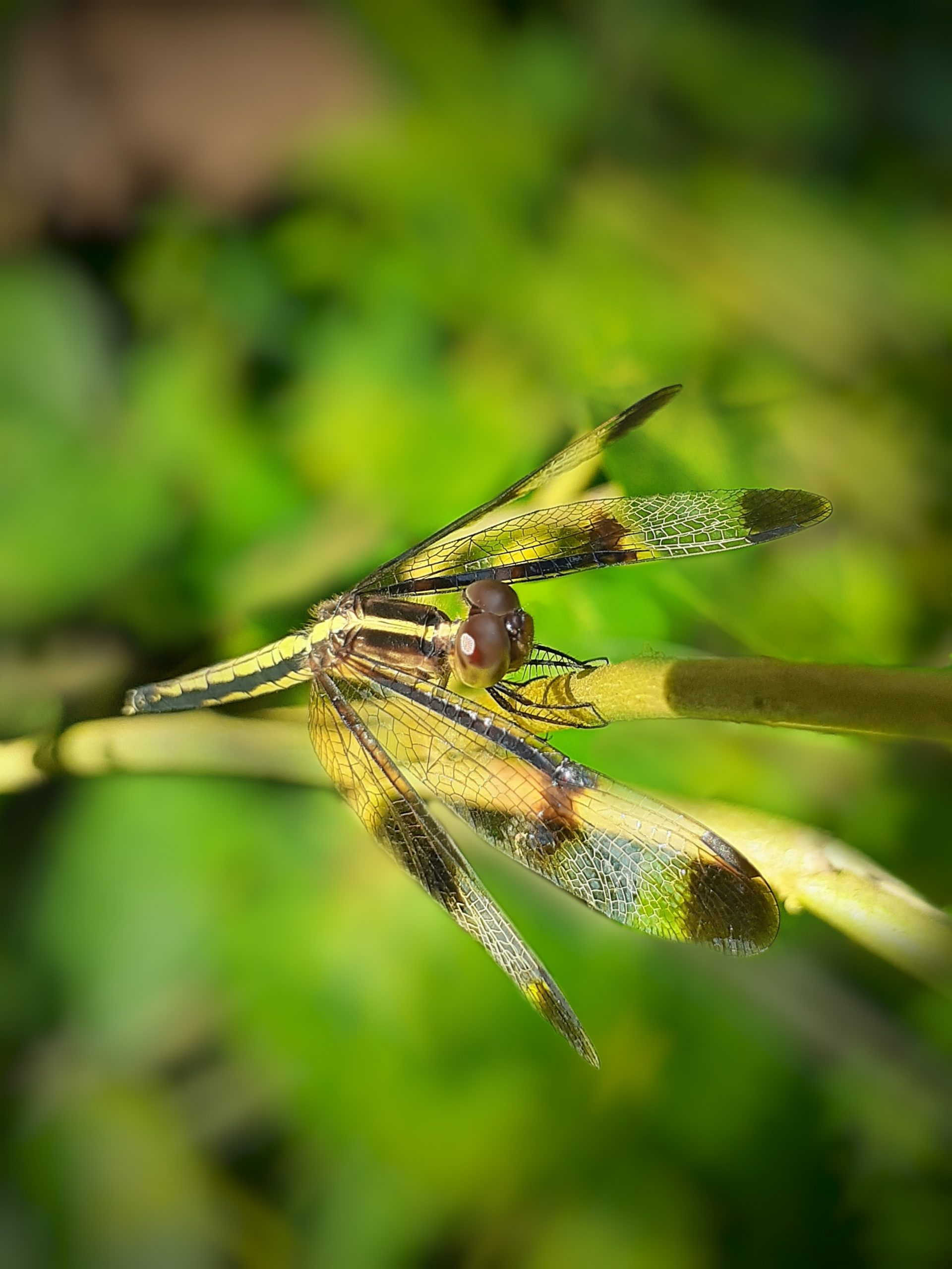 dragon fly on a stem