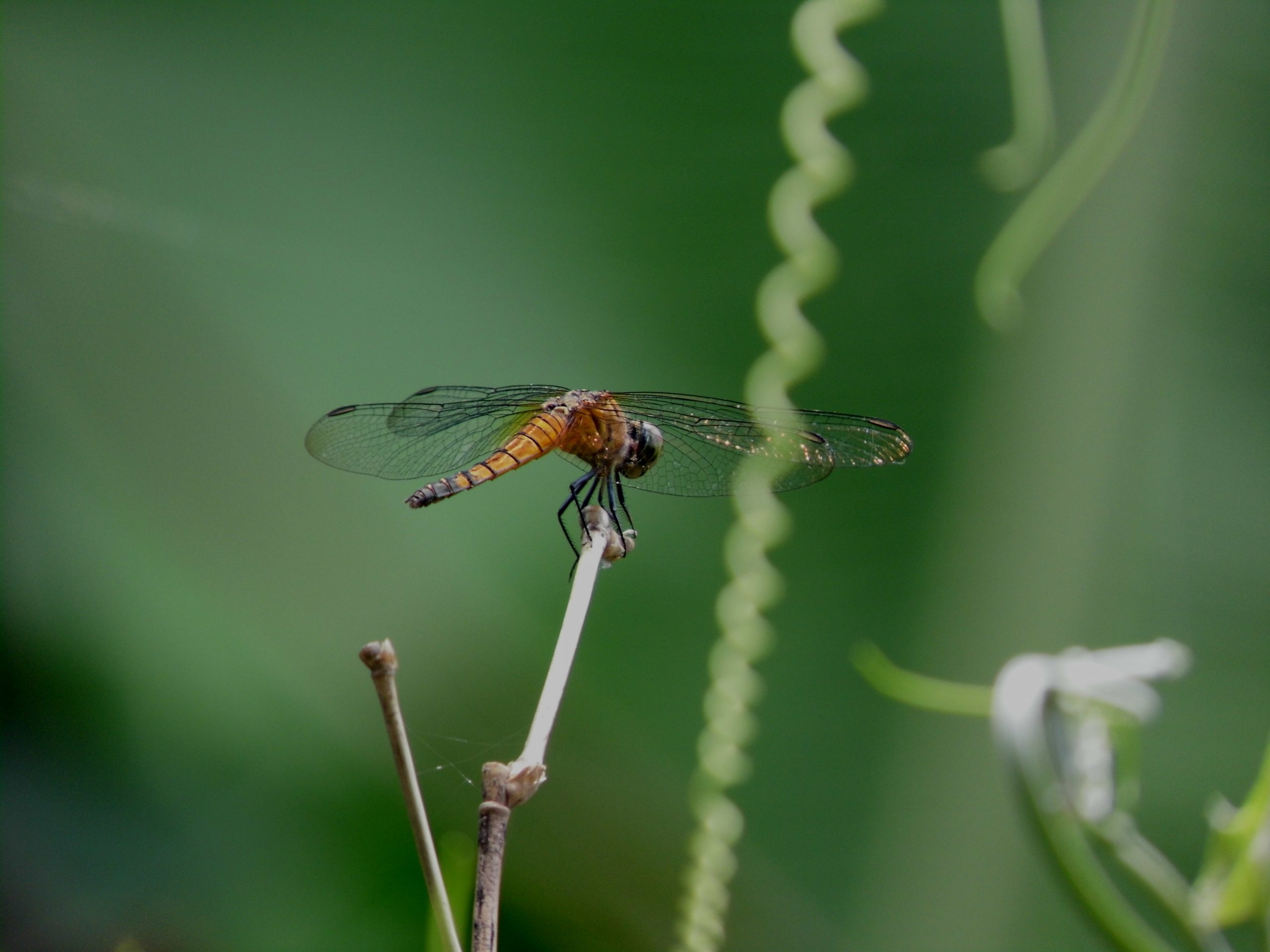 Dragonfly