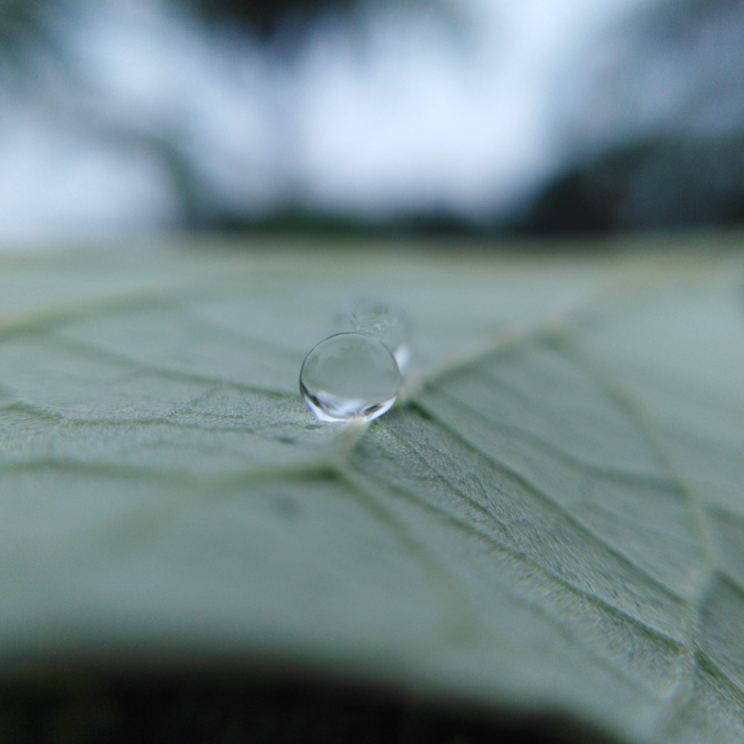 drop on leaf