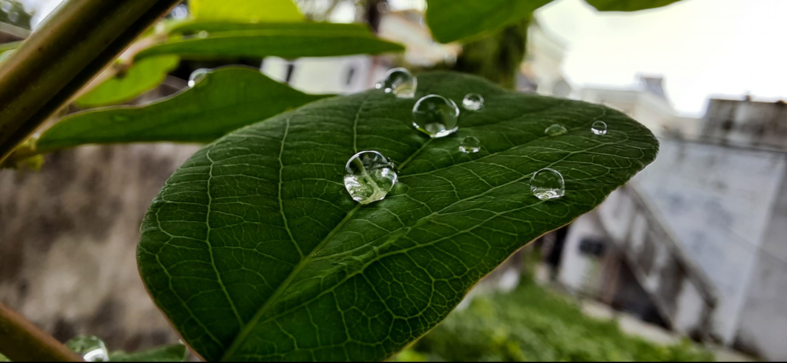 water drops on a leaf