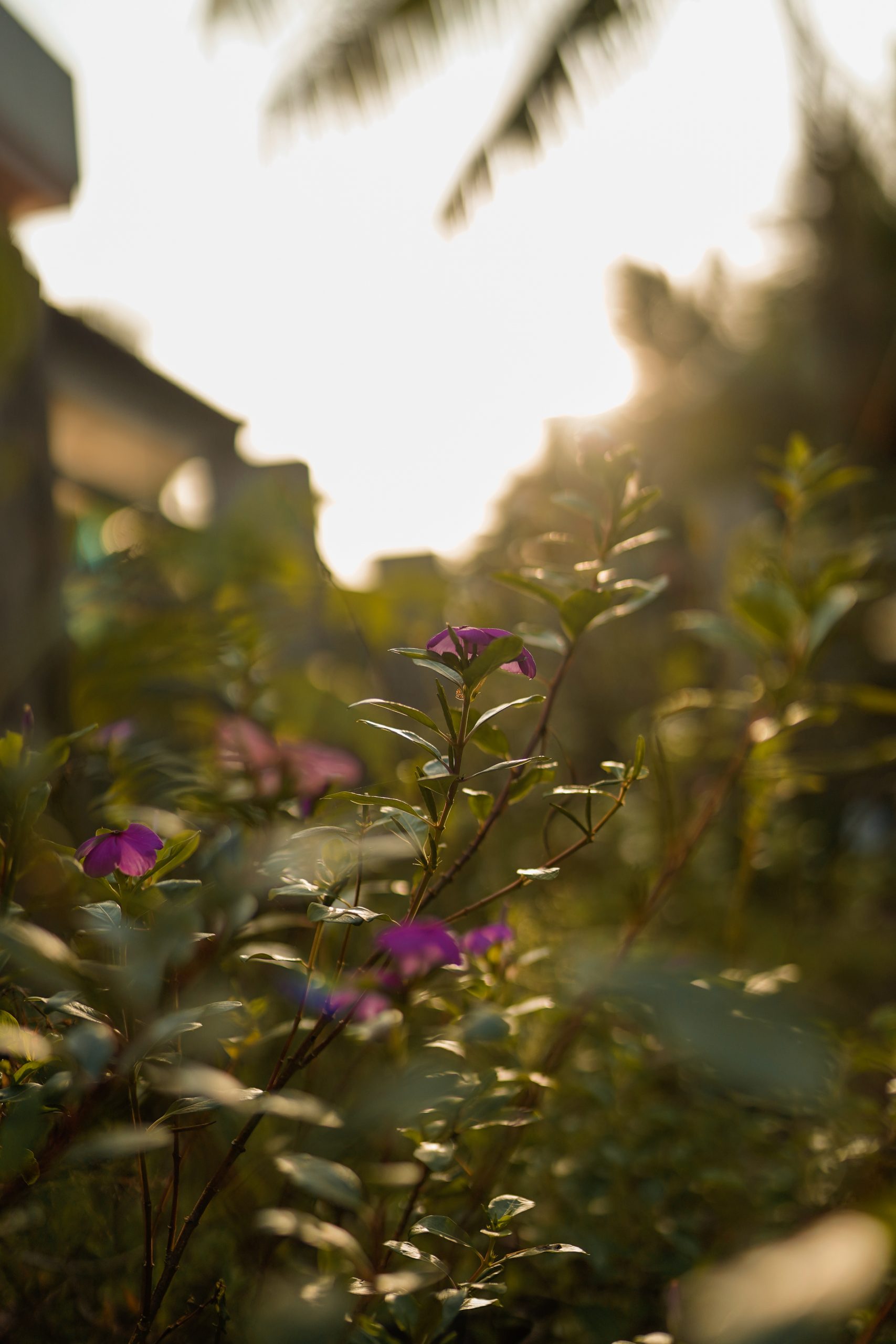 Flower Plant