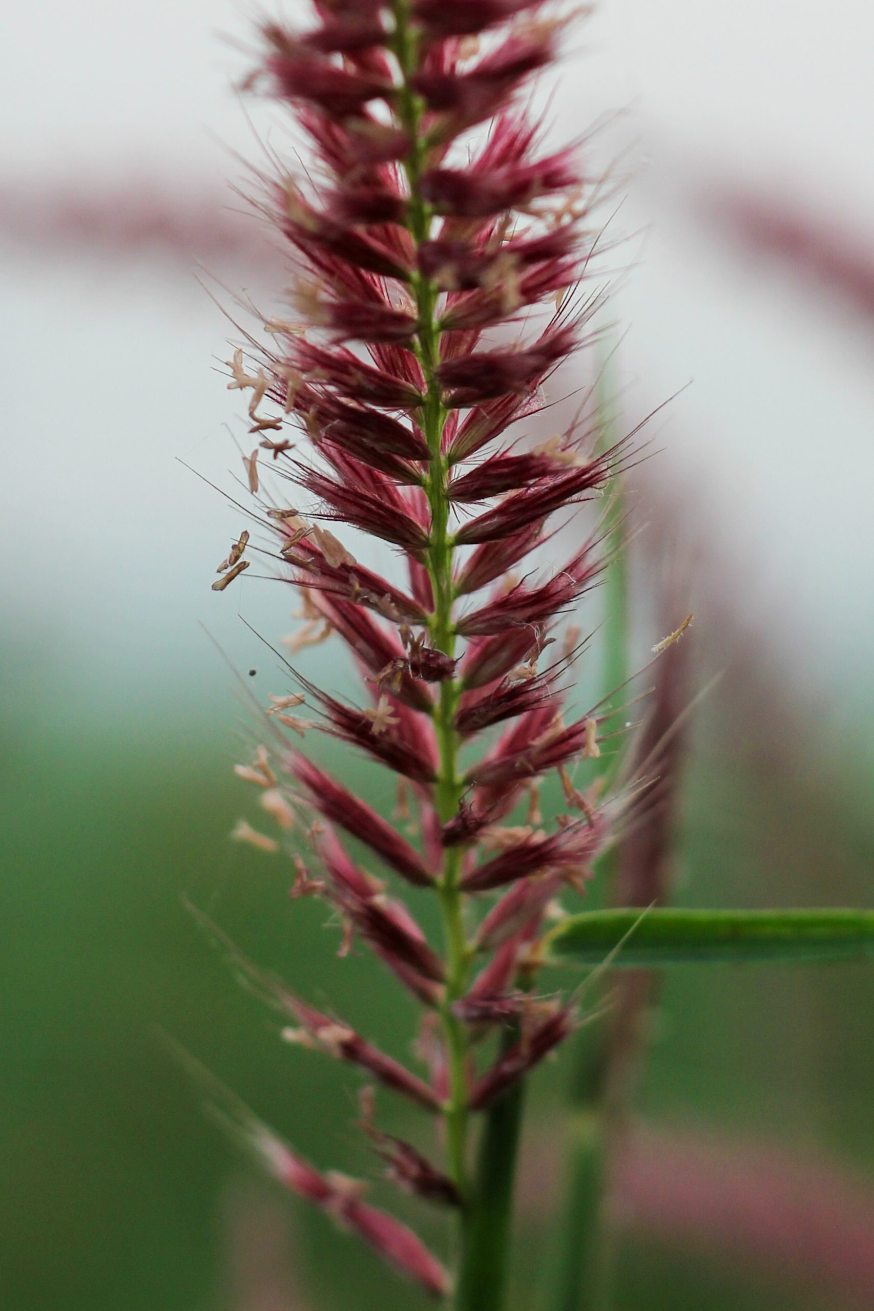 Flower of a grass plant