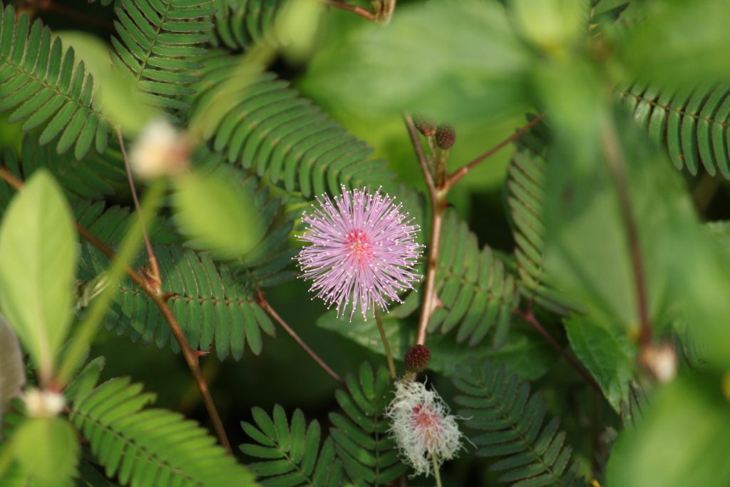 flower and leaves - PixaHive