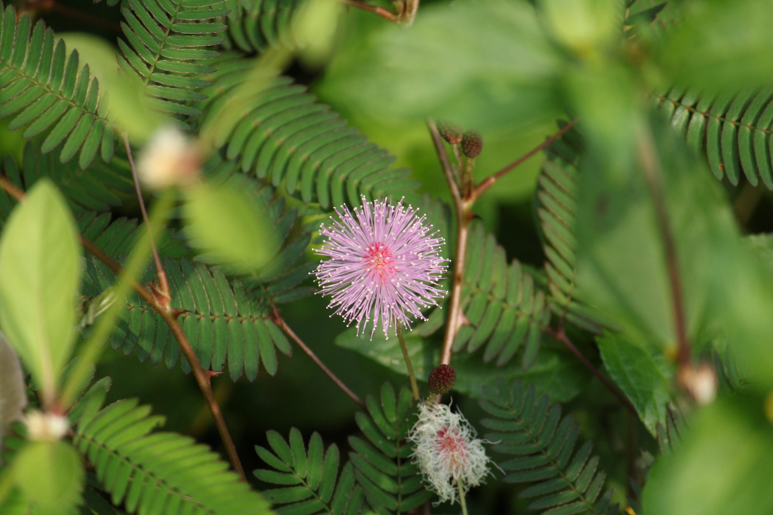 flower and leaves