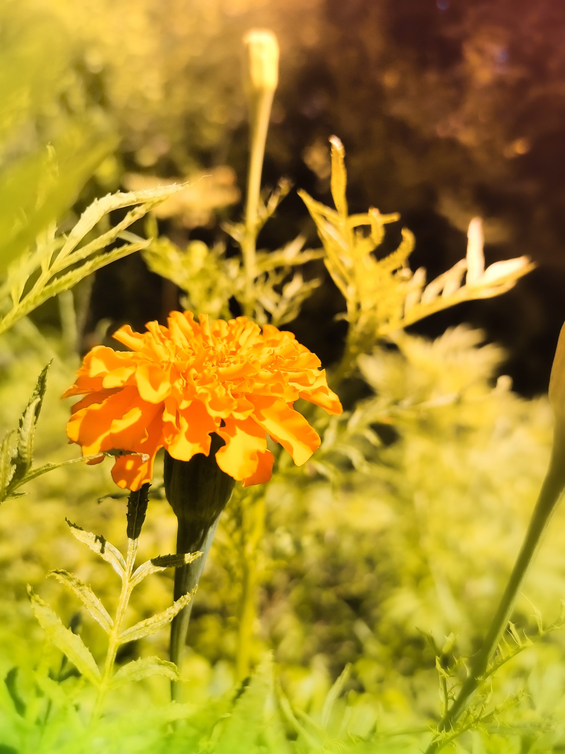 flower in a garden