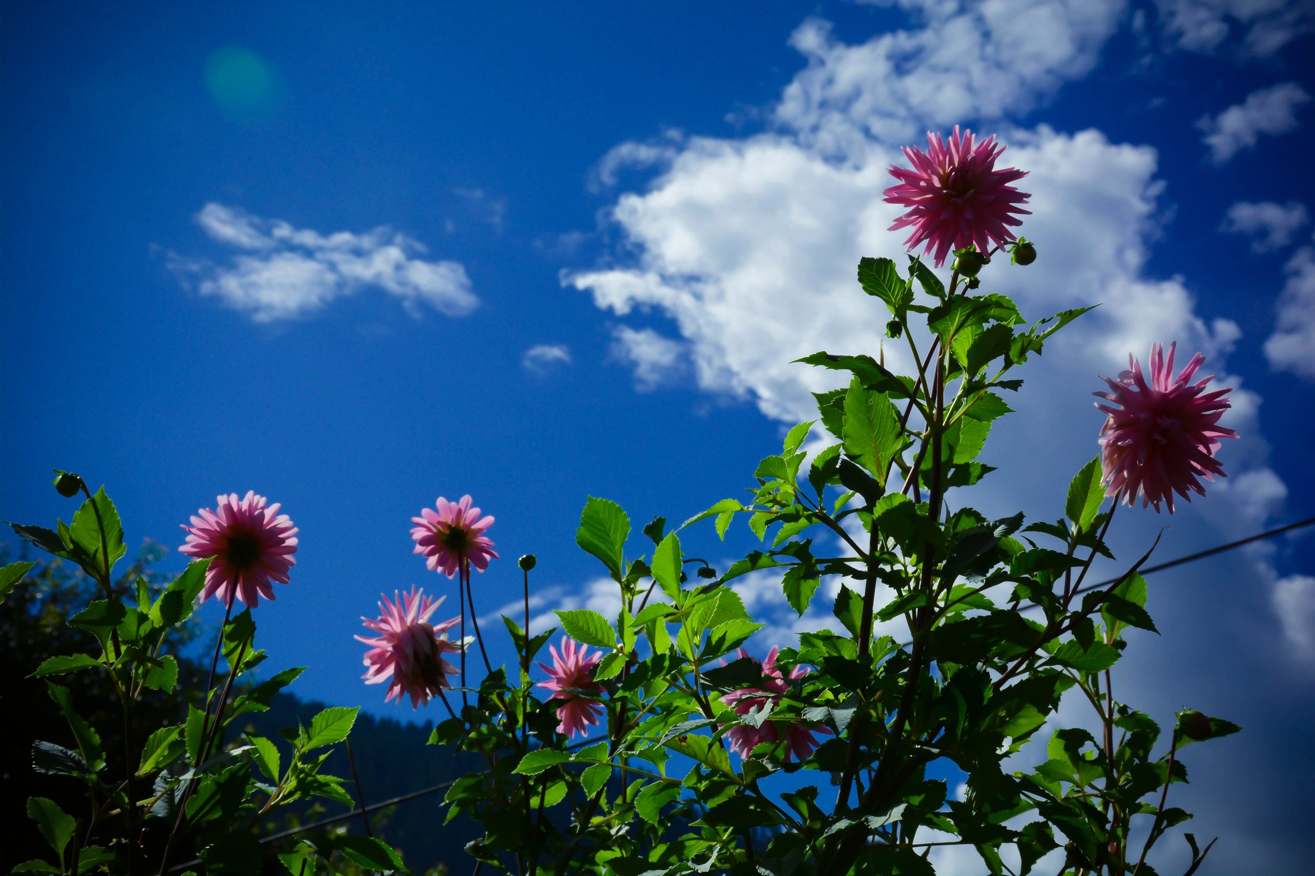 flowers against the sky