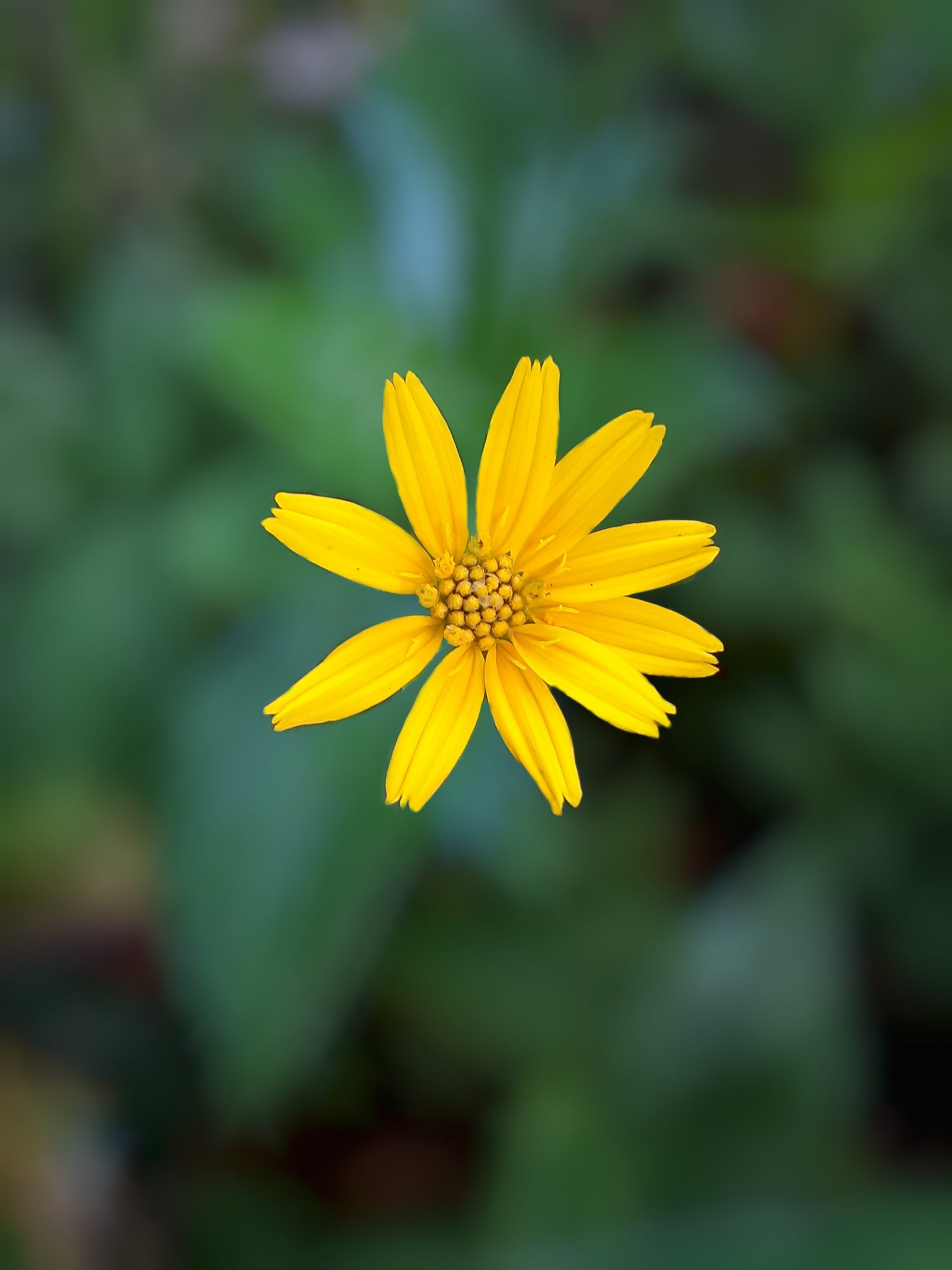 yellow flower