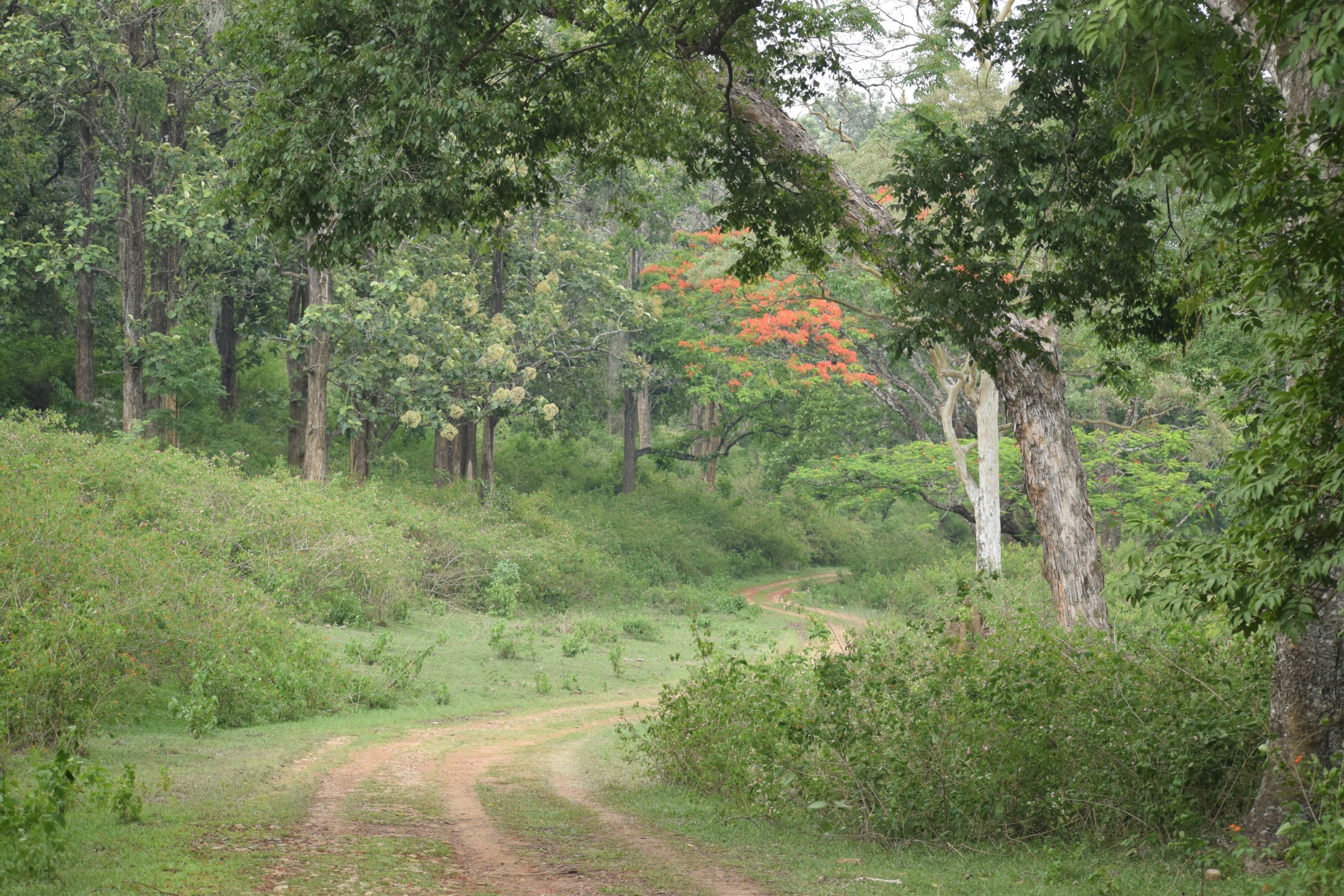 forest path