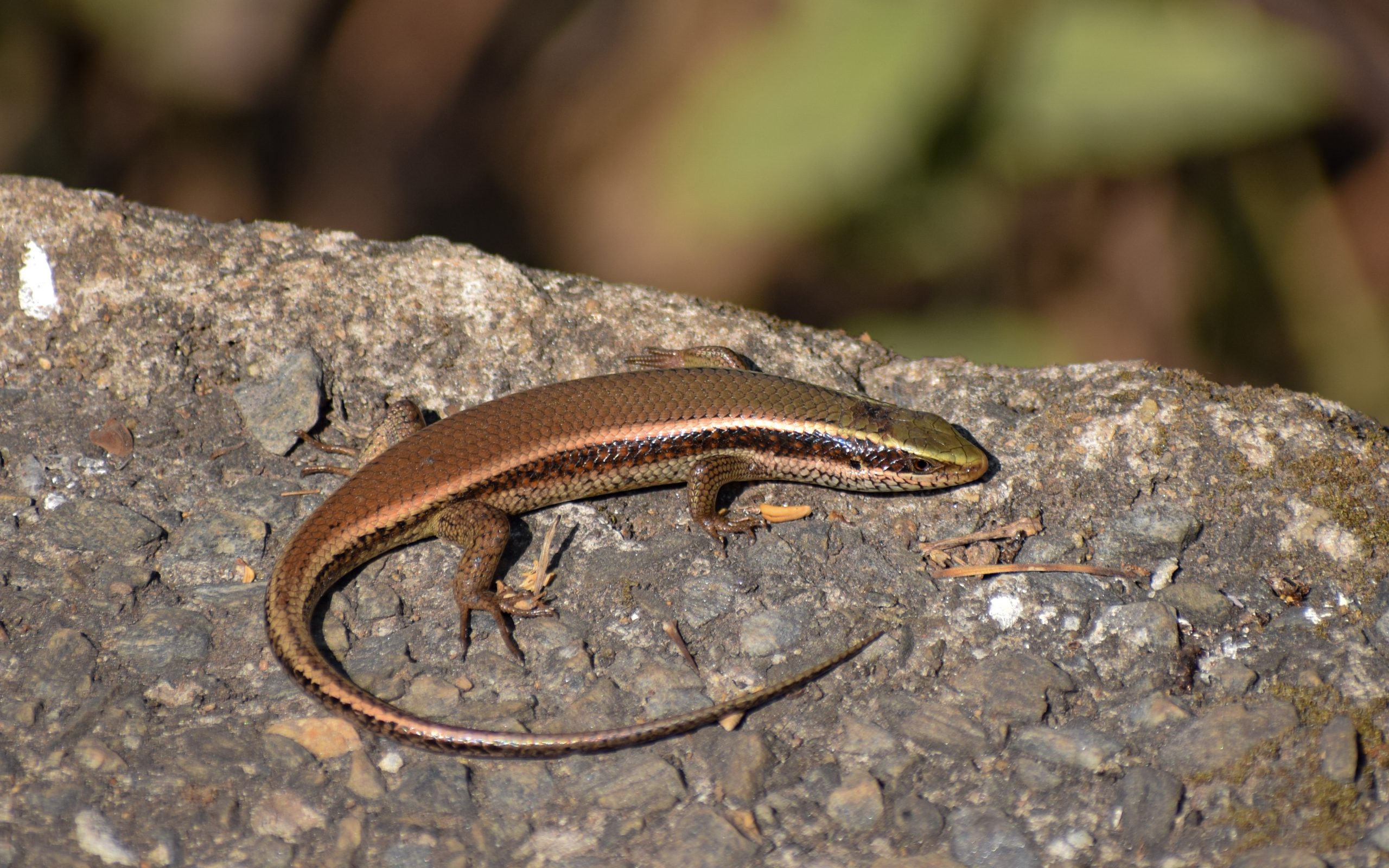 garden lizard