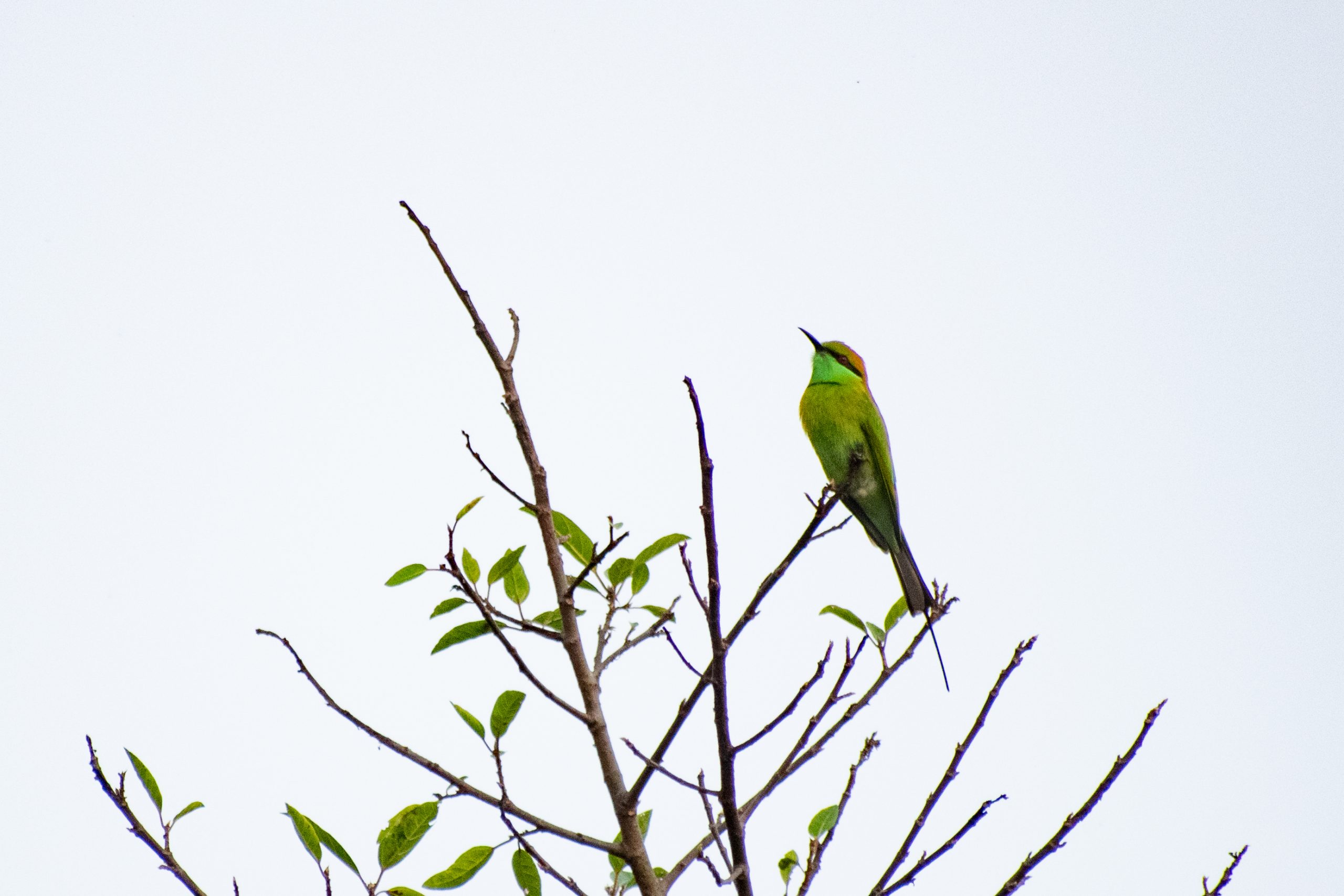 green bird on a tree stem