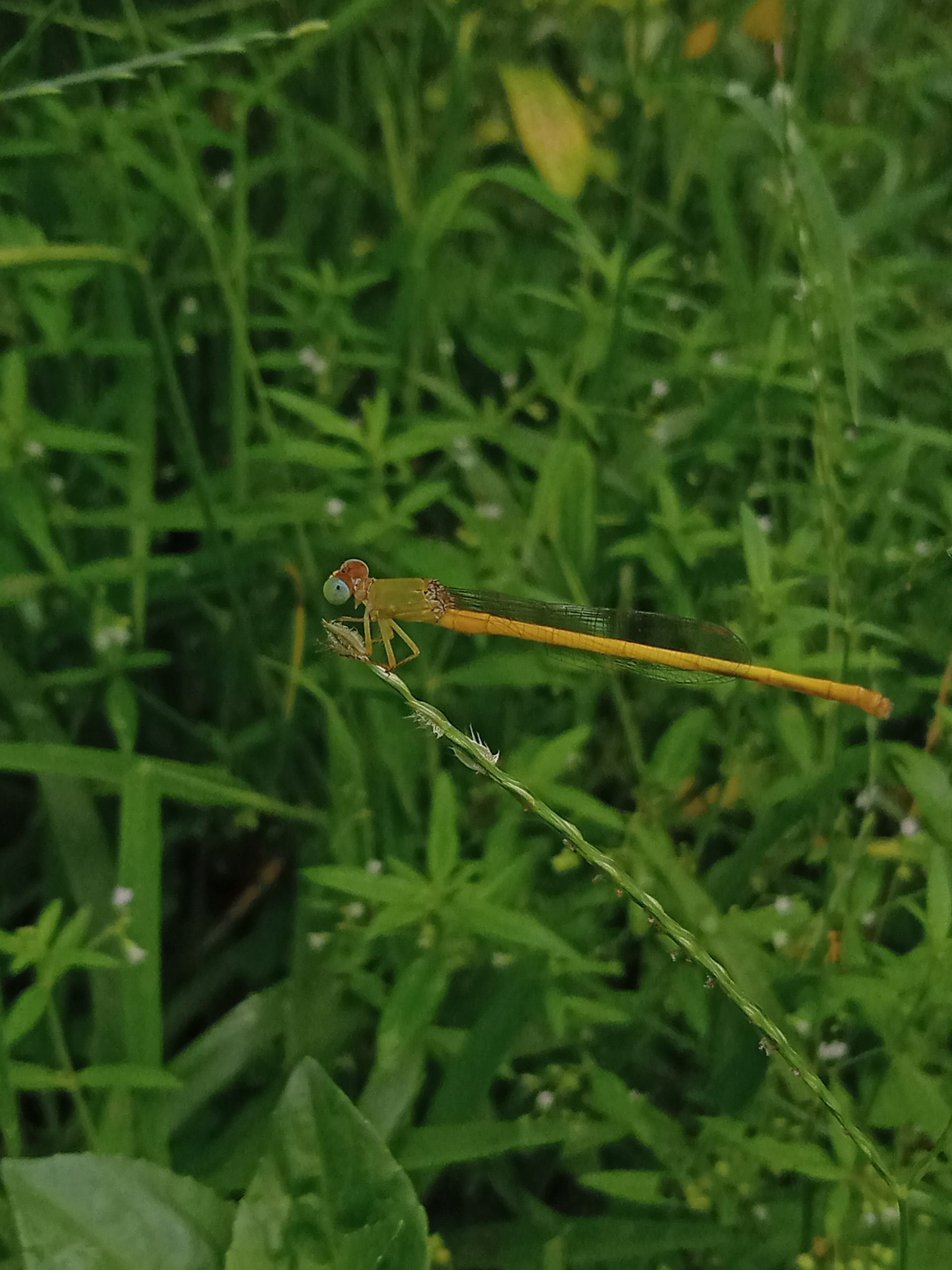 insect on grass