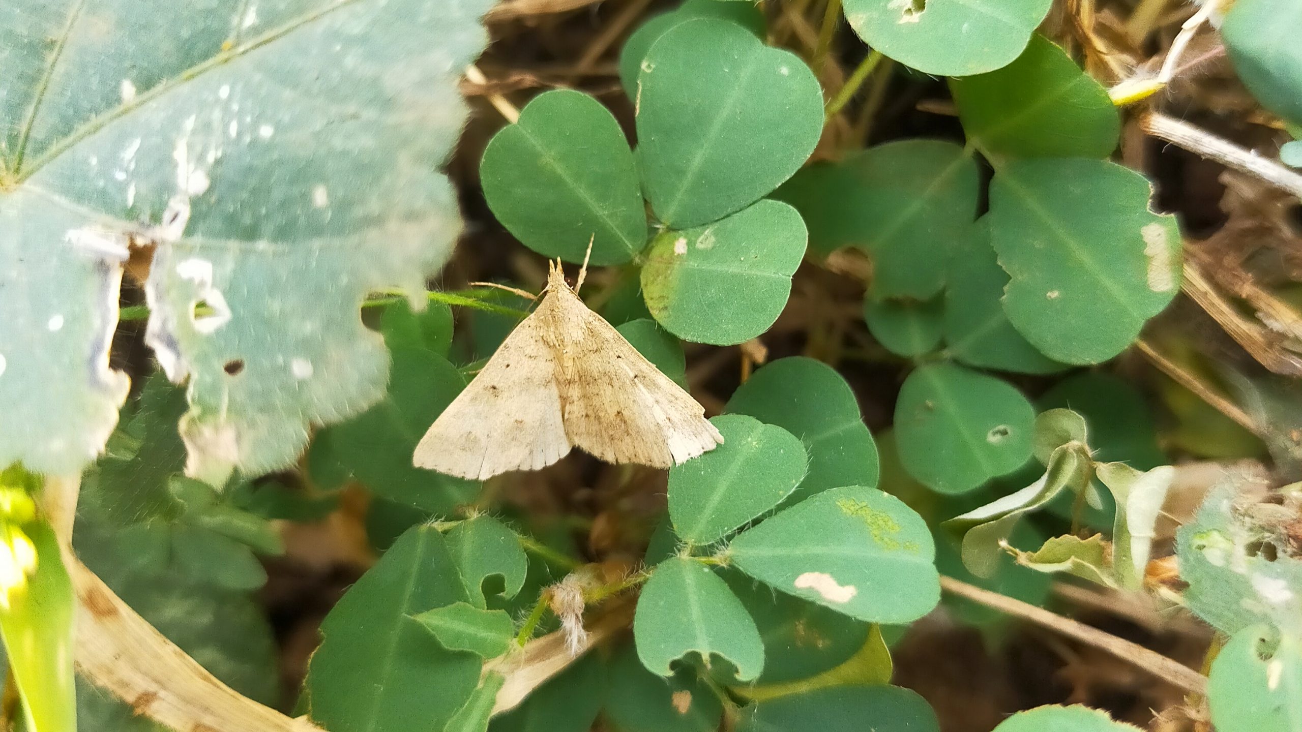 moth on a leaf