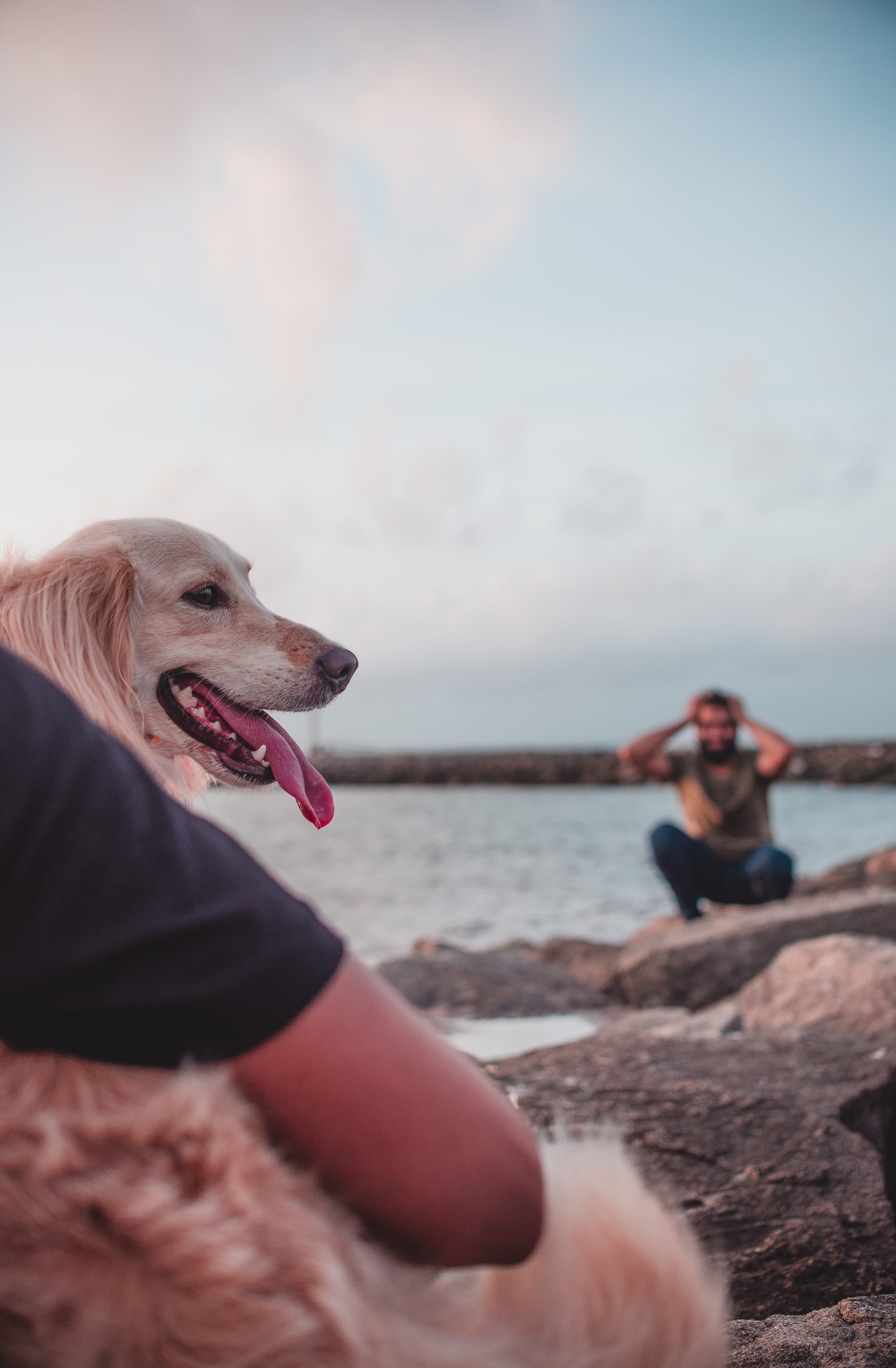 A pet dog and boys on a beach