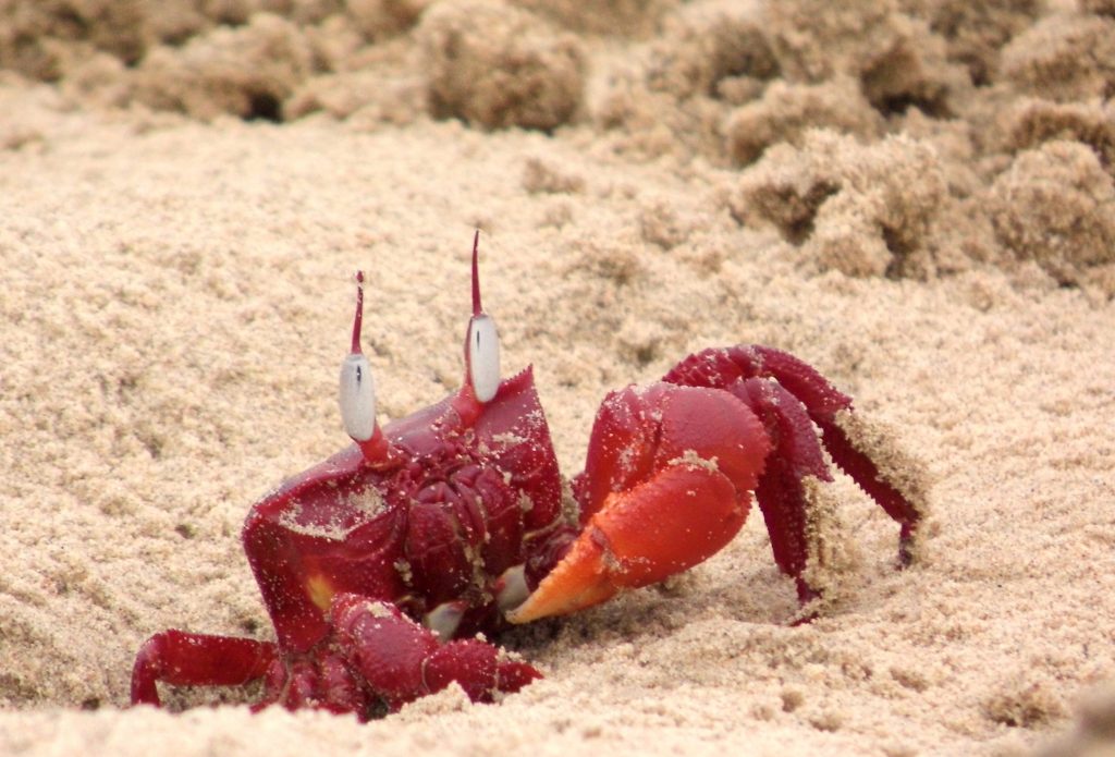 red crab at talsari beach - PixaHive