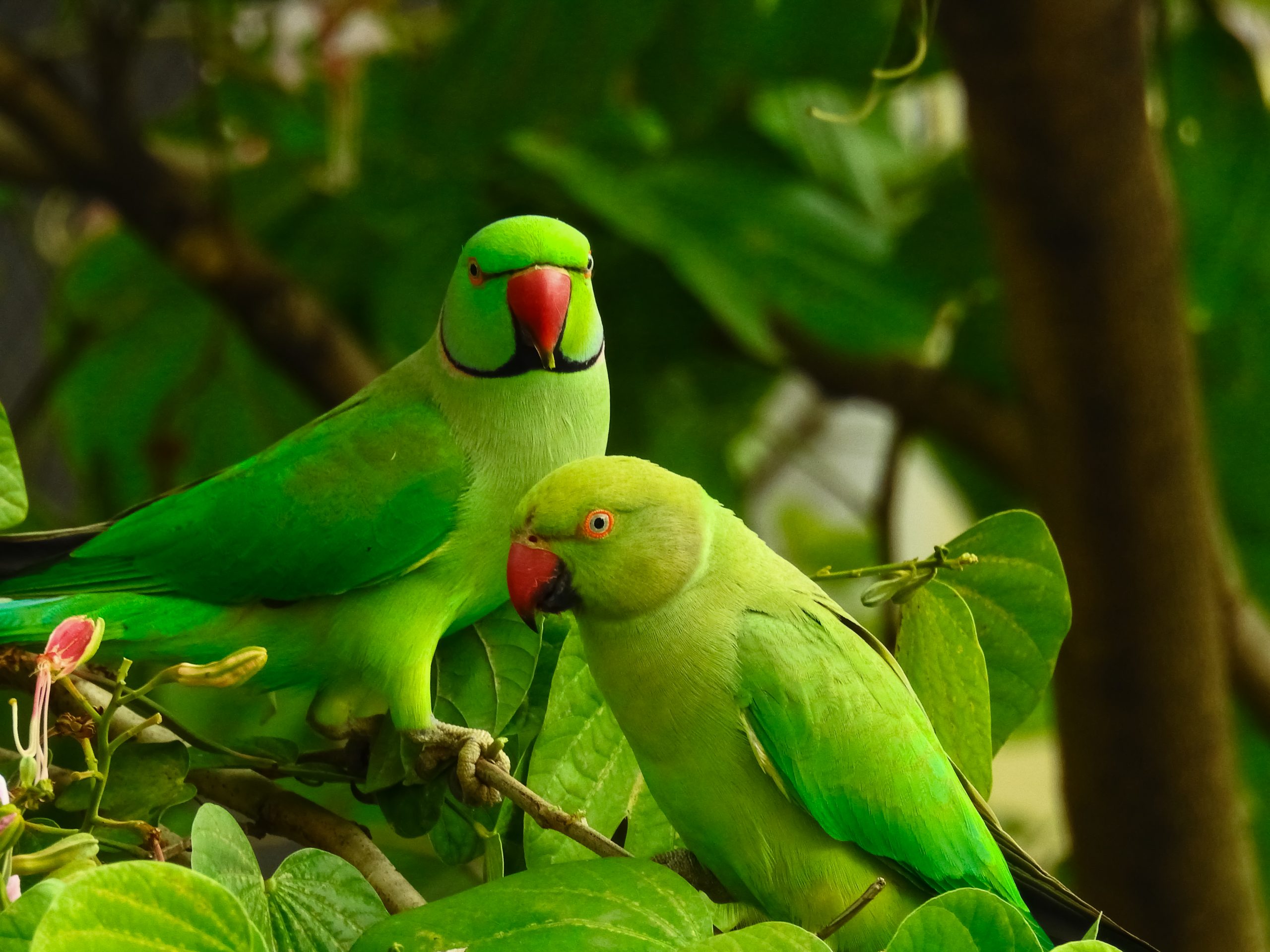 A couple of birds - Free Image by Hardik Pandey on 