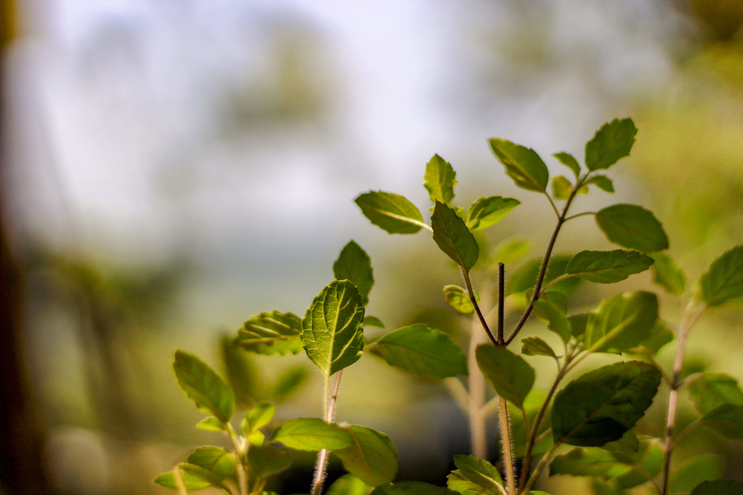 Holy Basil Plant