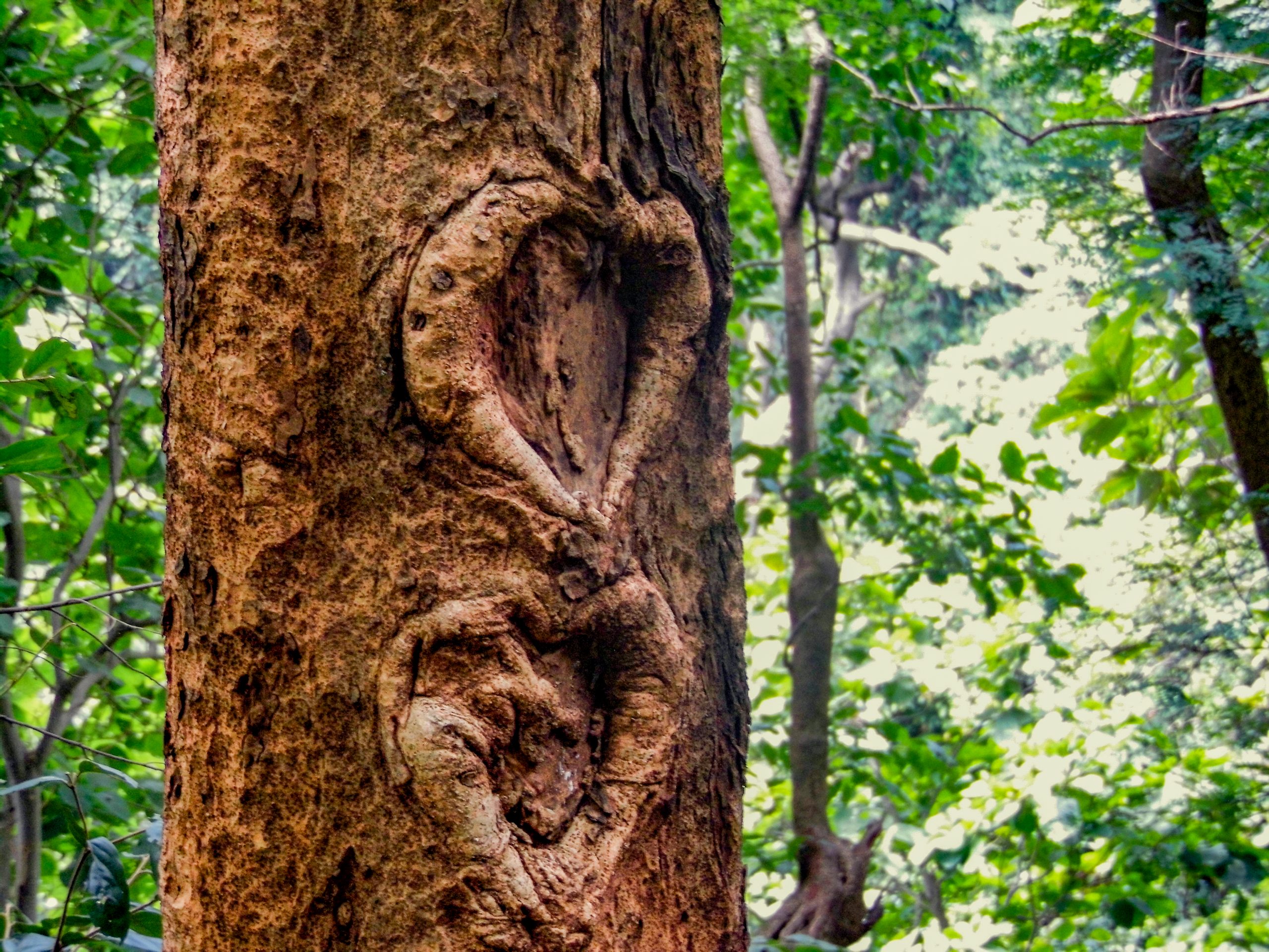 carving on tree