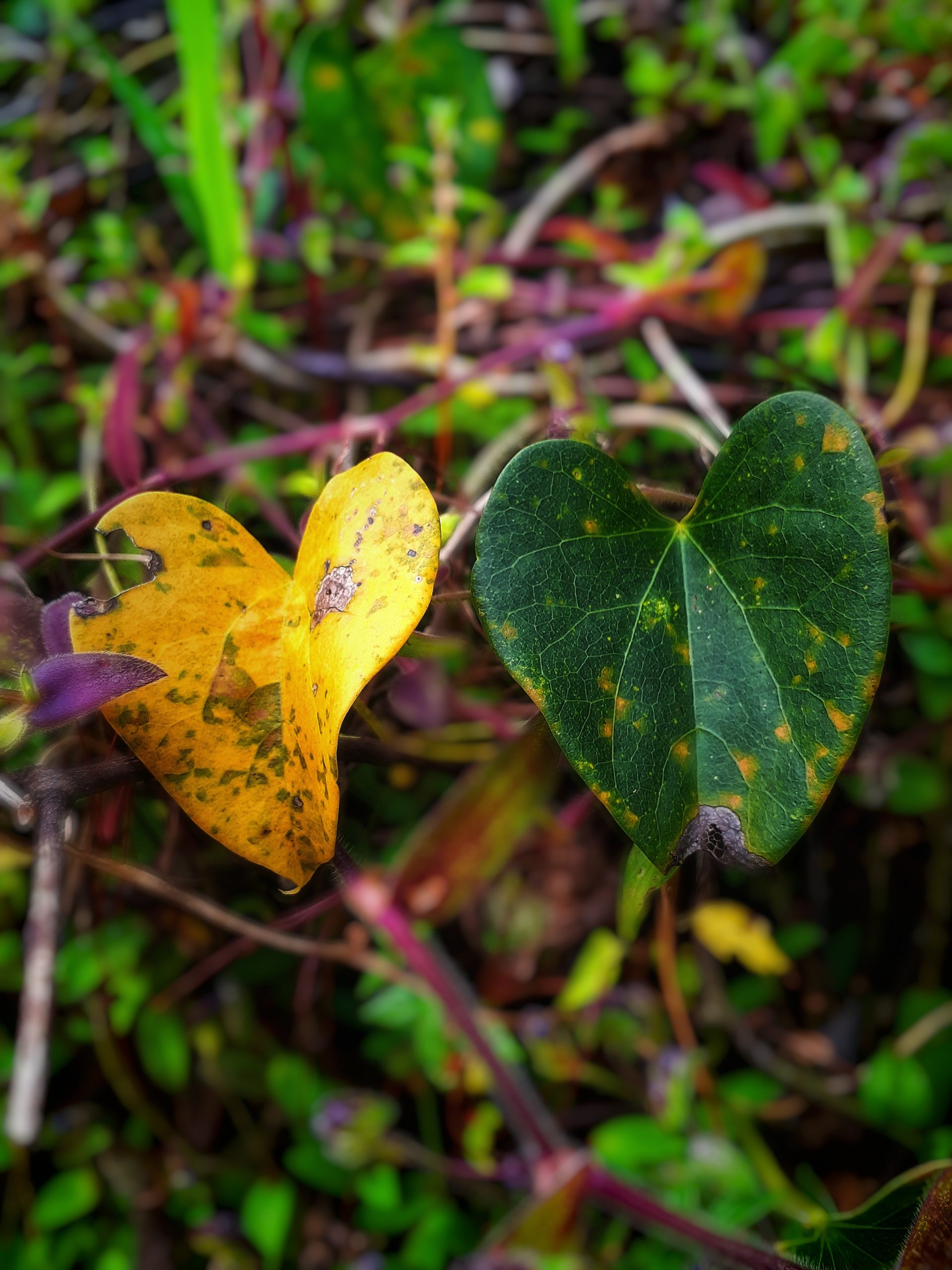 Leaves