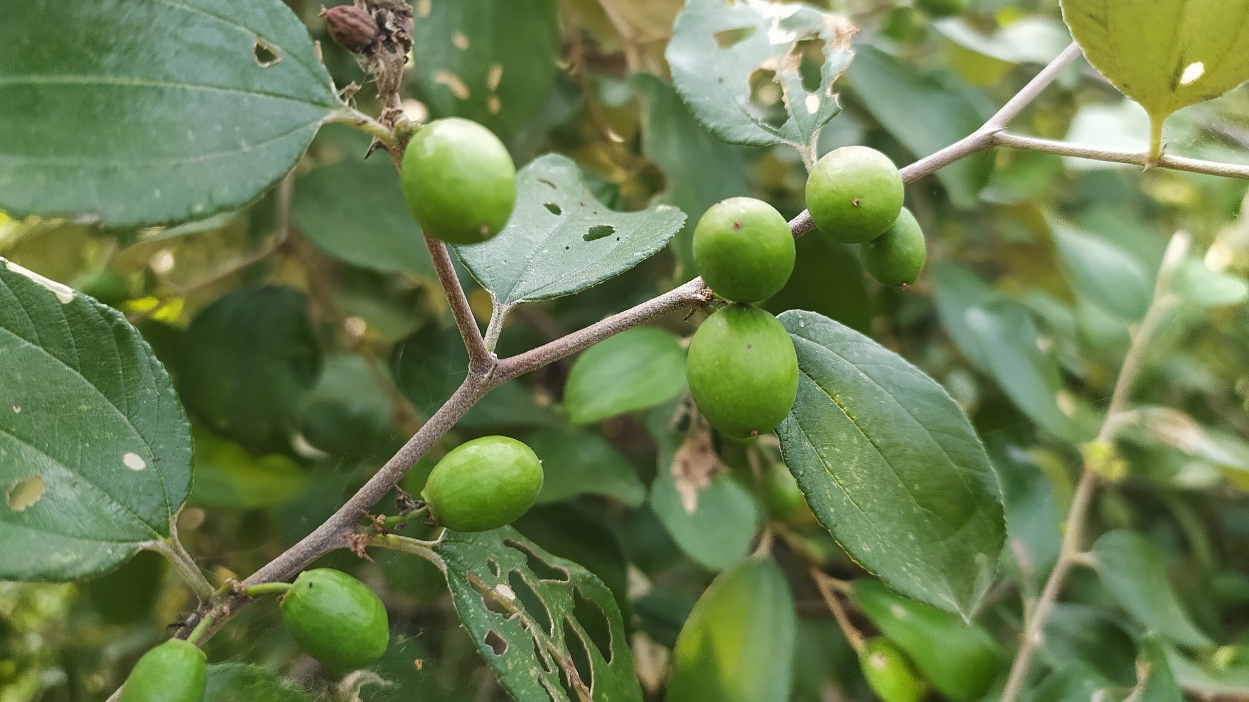 jujube fruit