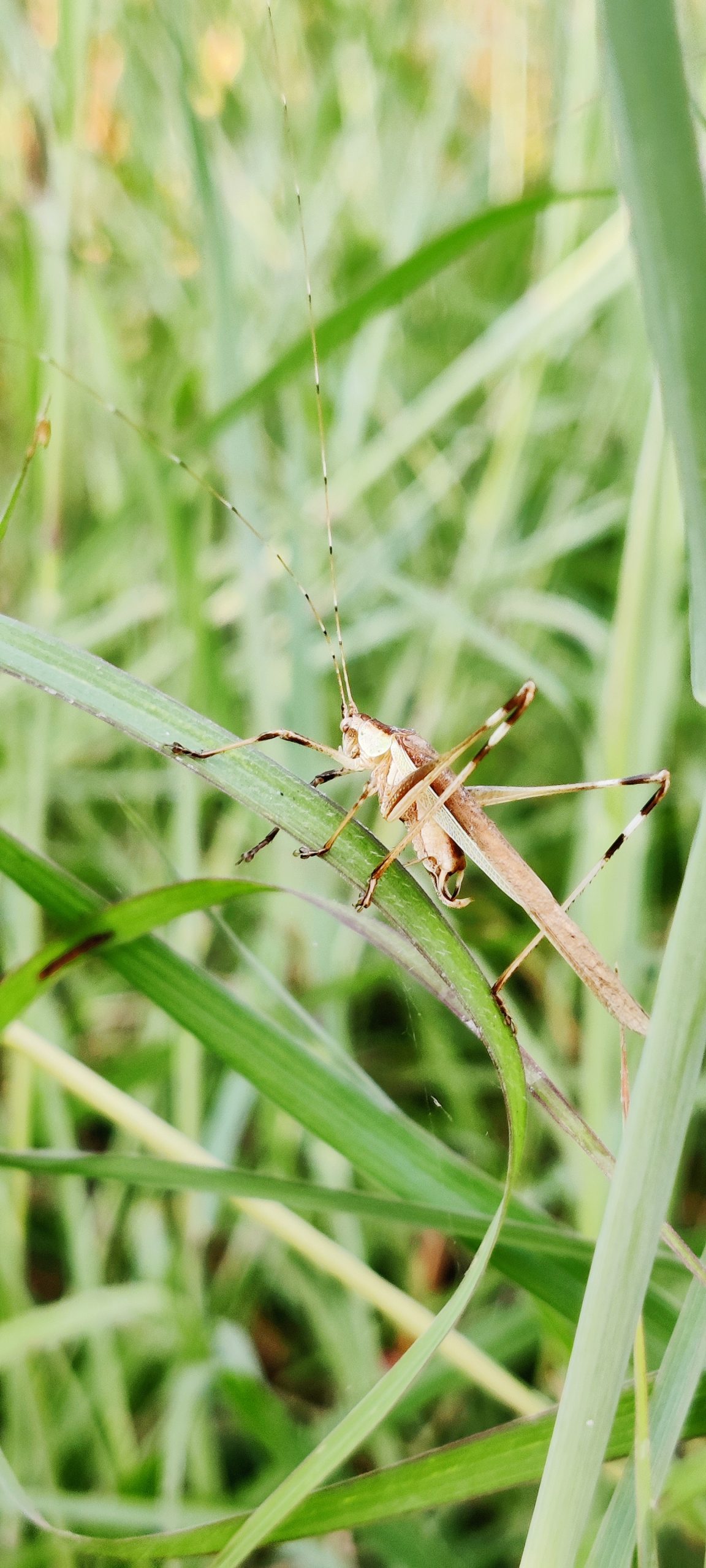 insect on a leaf