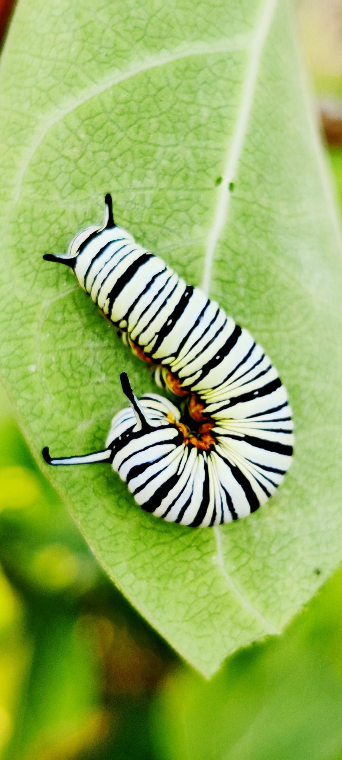 caterpillar on a leaf