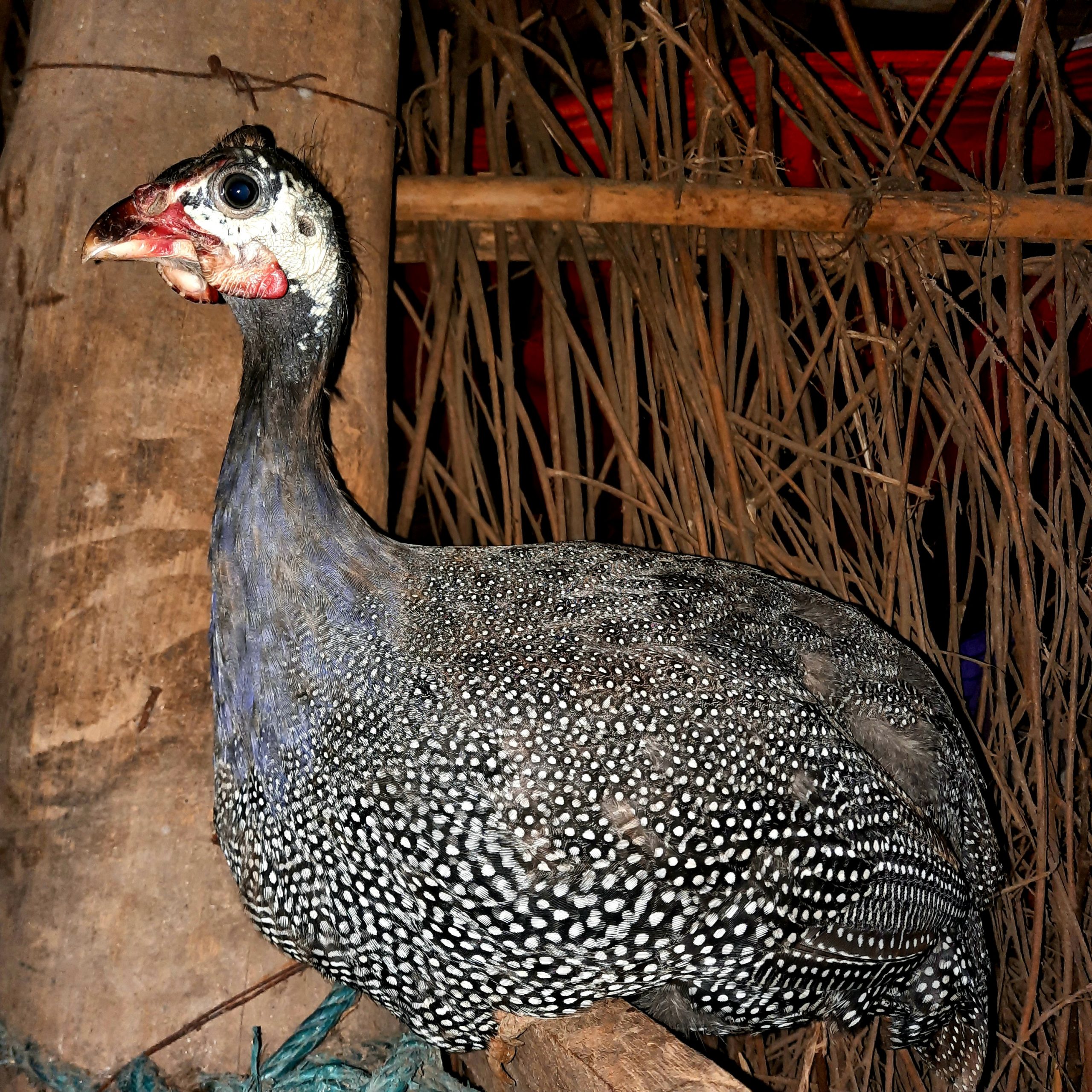 A Chinese hen