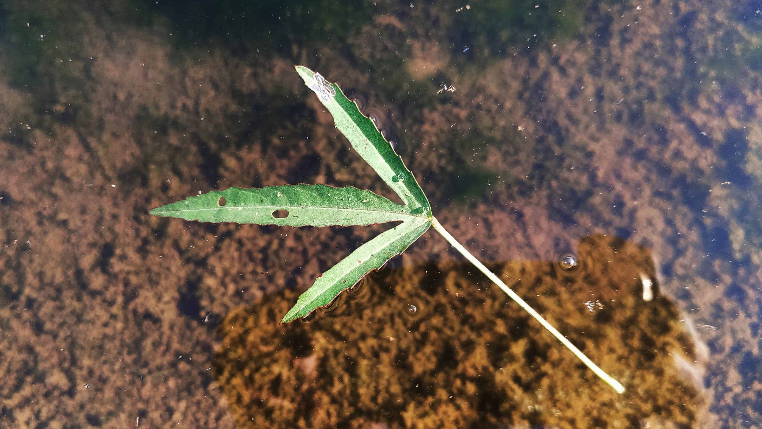 Leaf on water