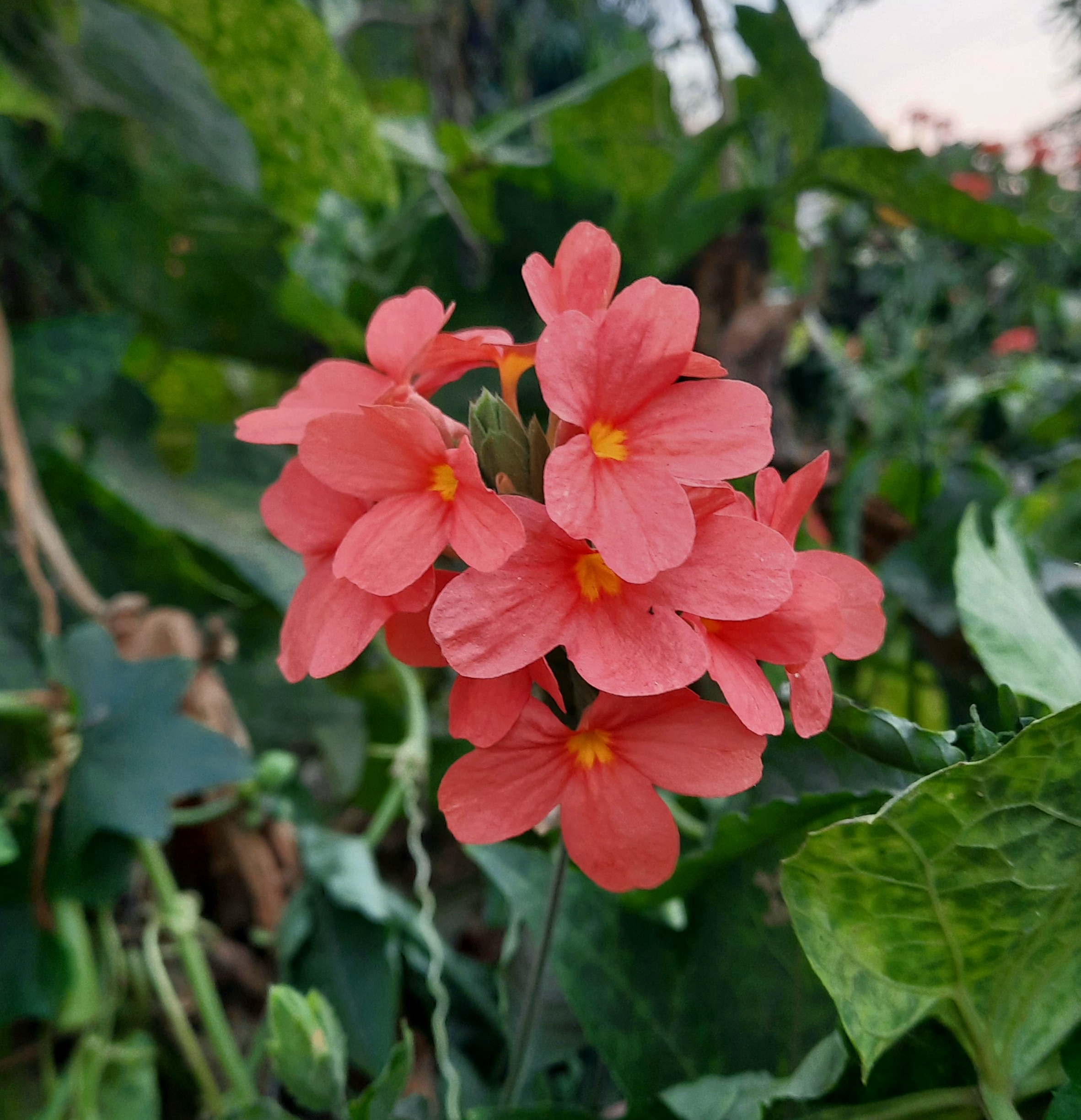 Flowering plant