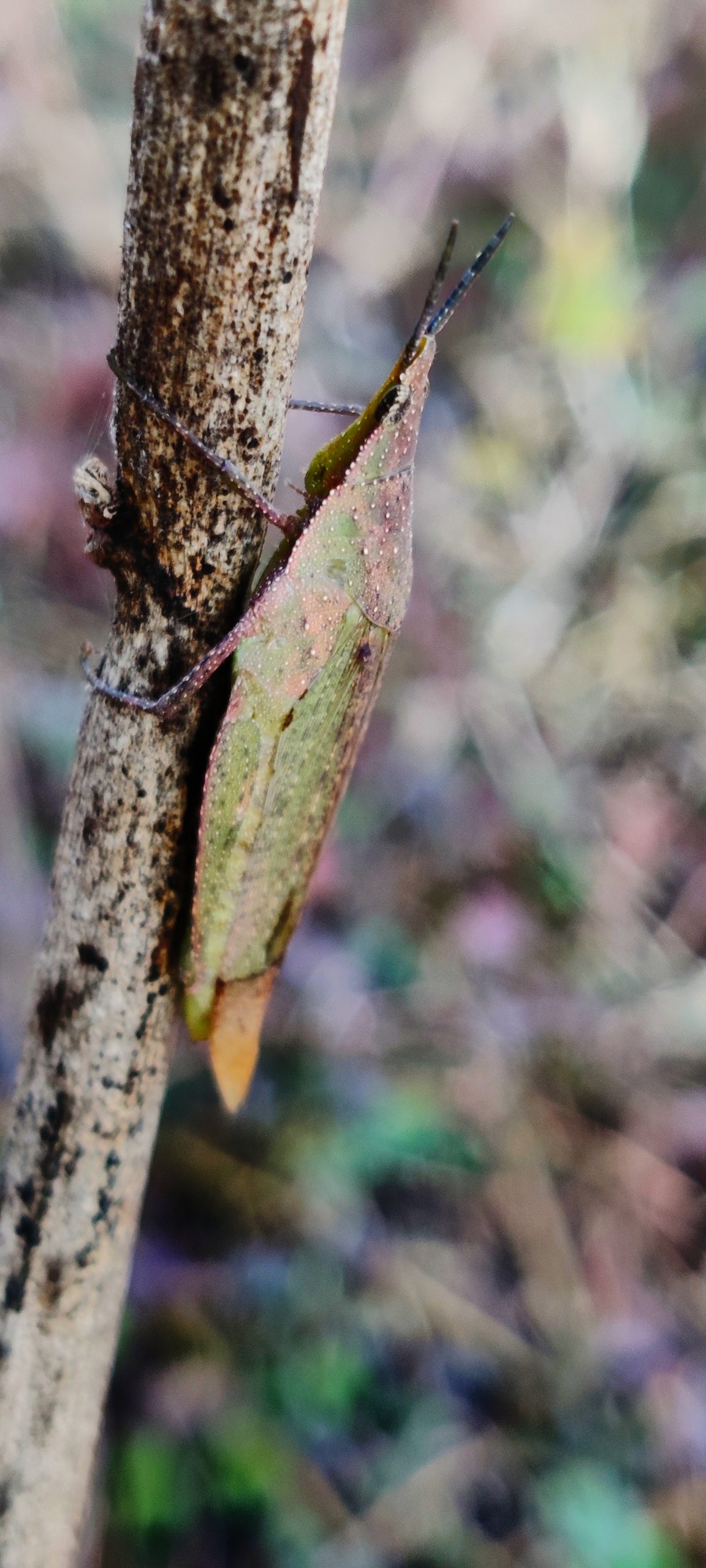 A Grasshopper on a plant stem