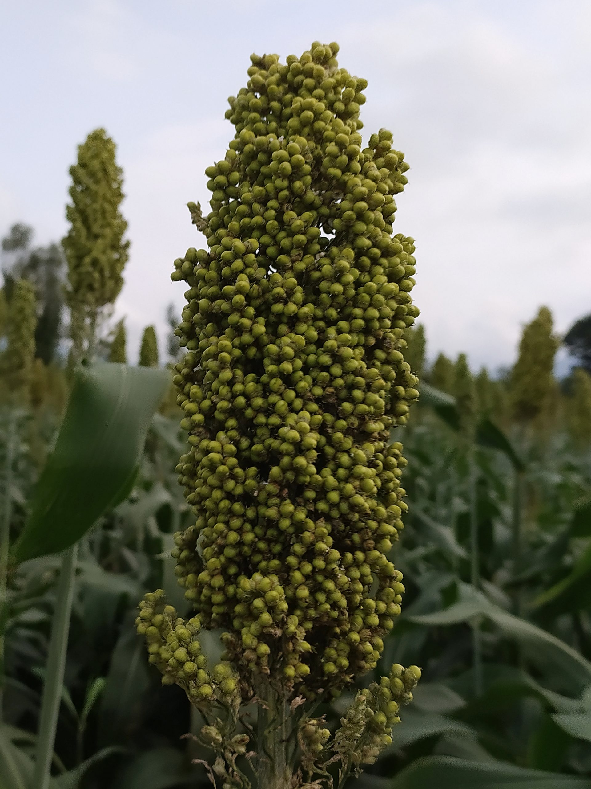 A Millet plant