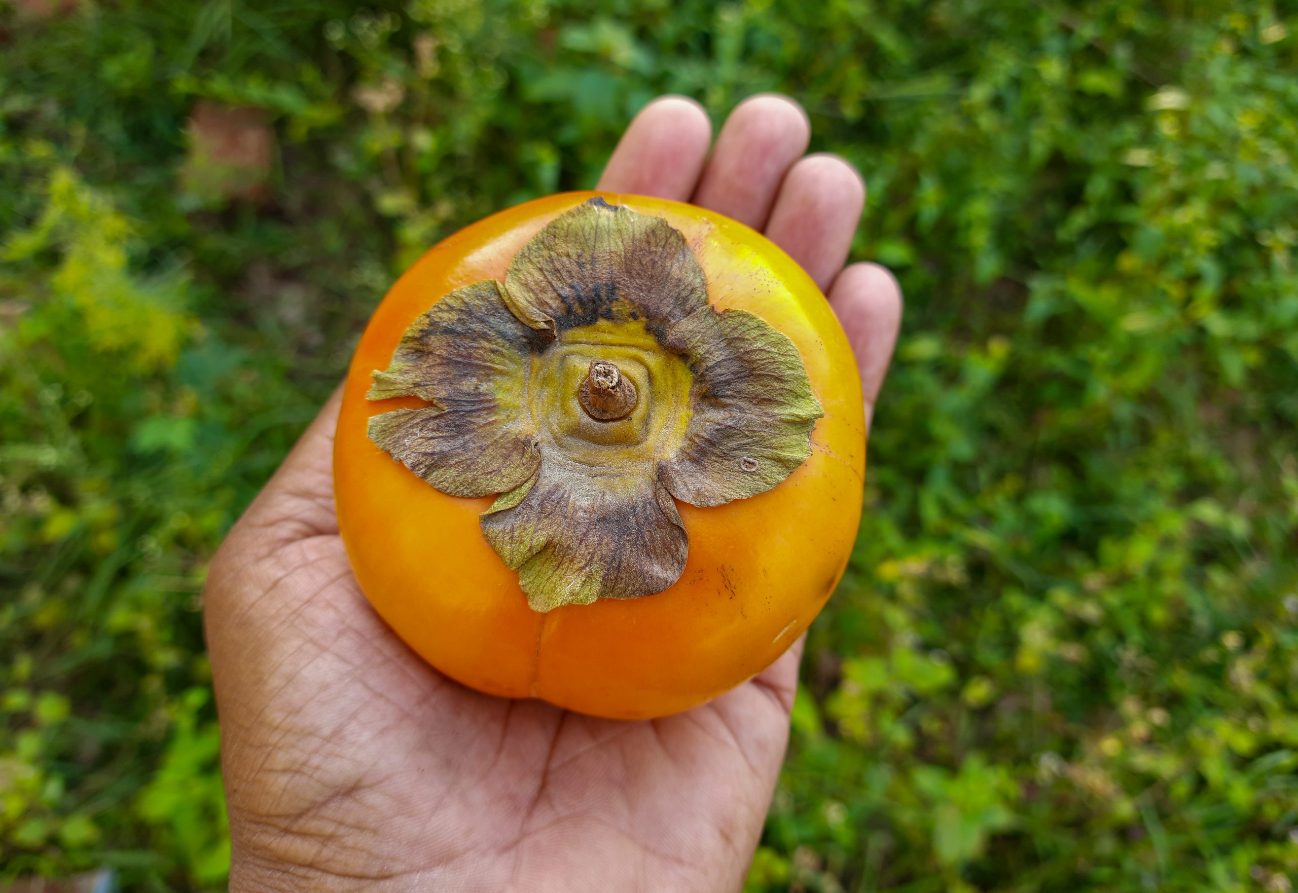 A Persimmon on hand