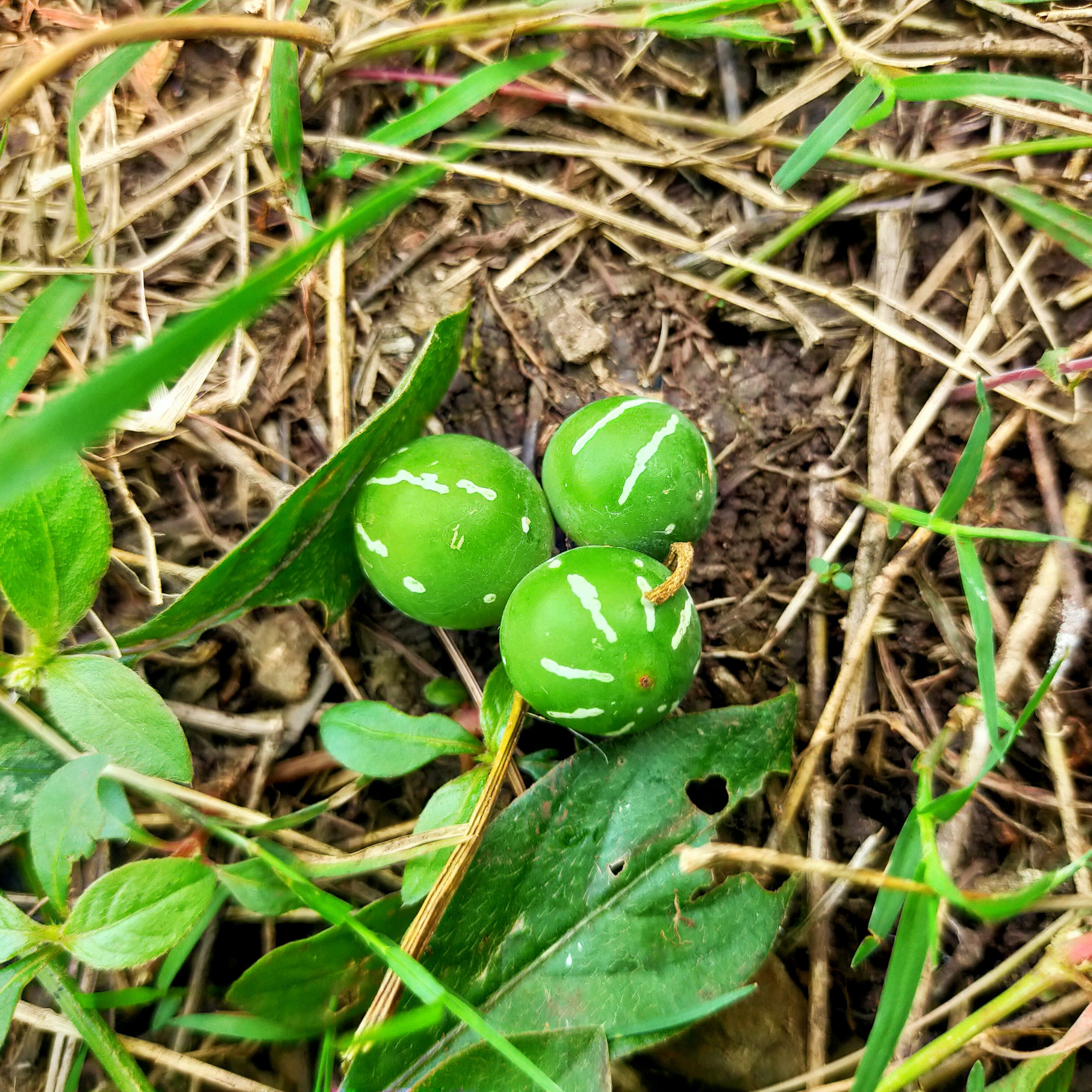 Zehneria fruits