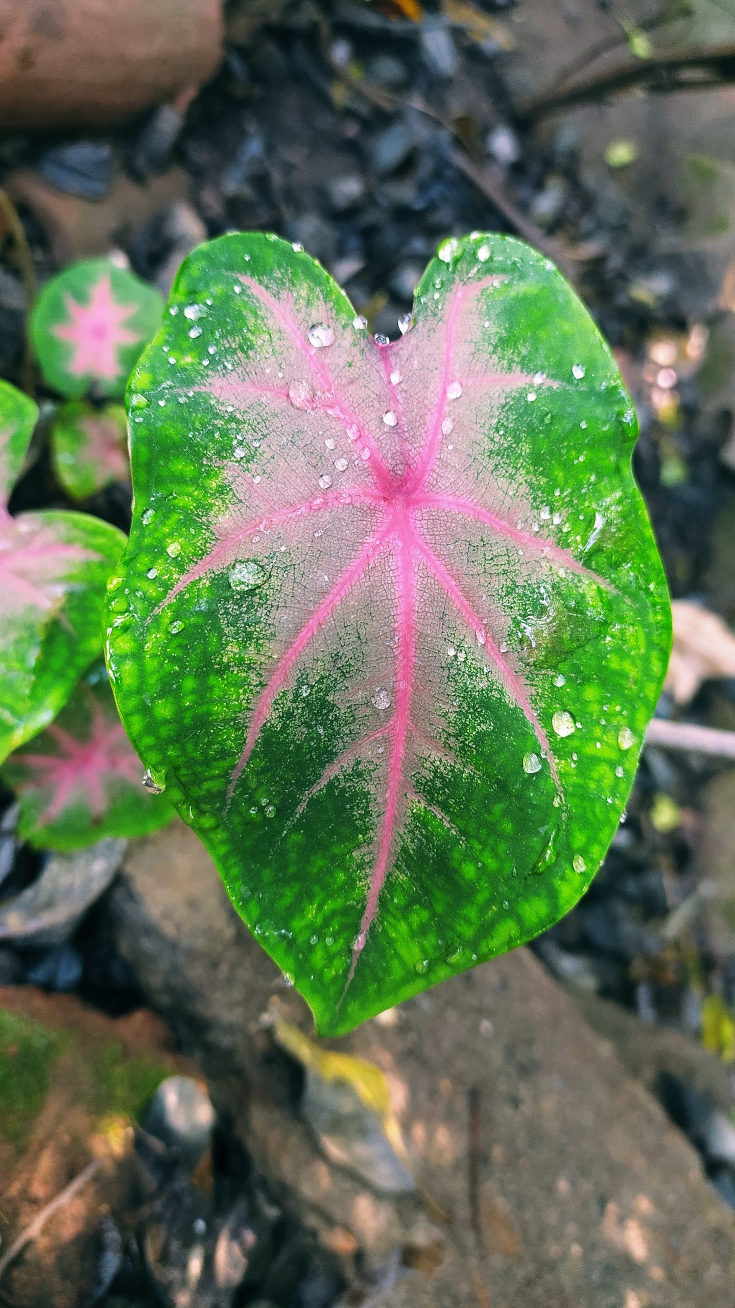 Water drops on leaf