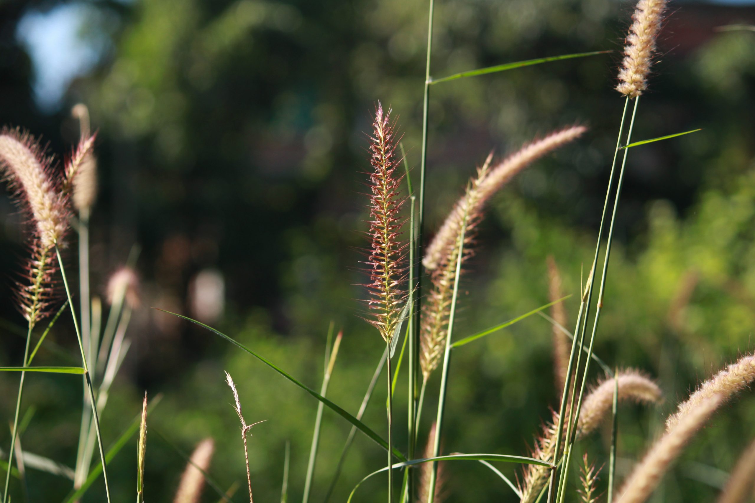 Flowers of a grass plant