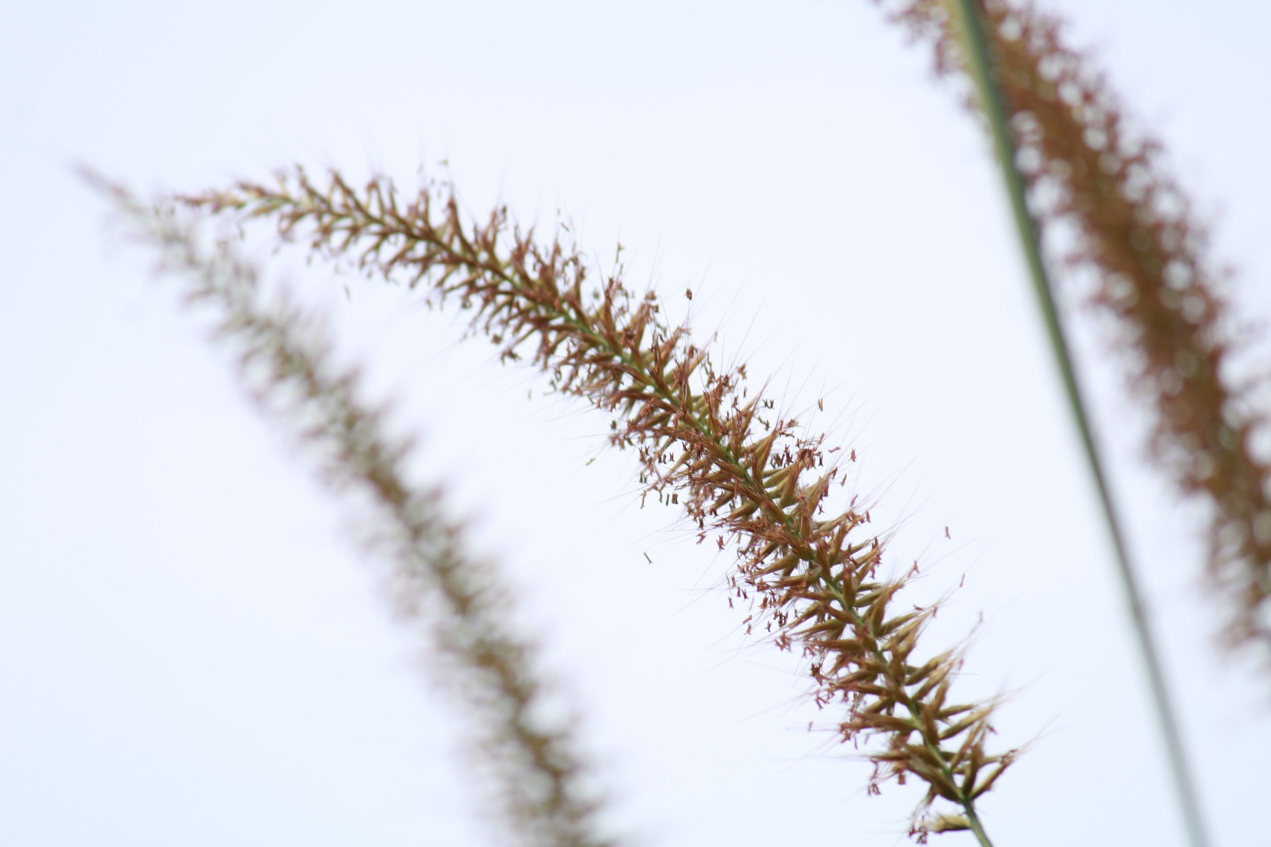 Seeds of grass plants