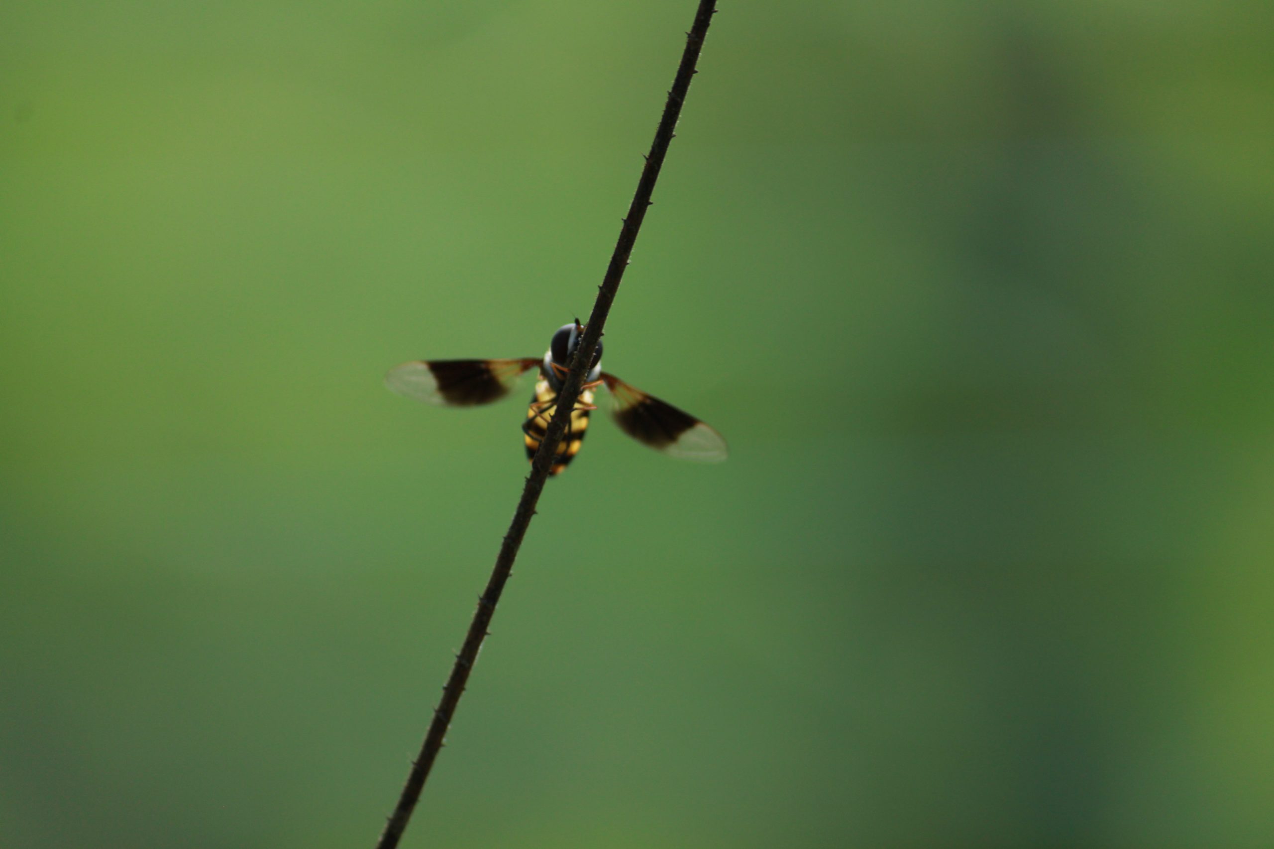bee sitting on a twig