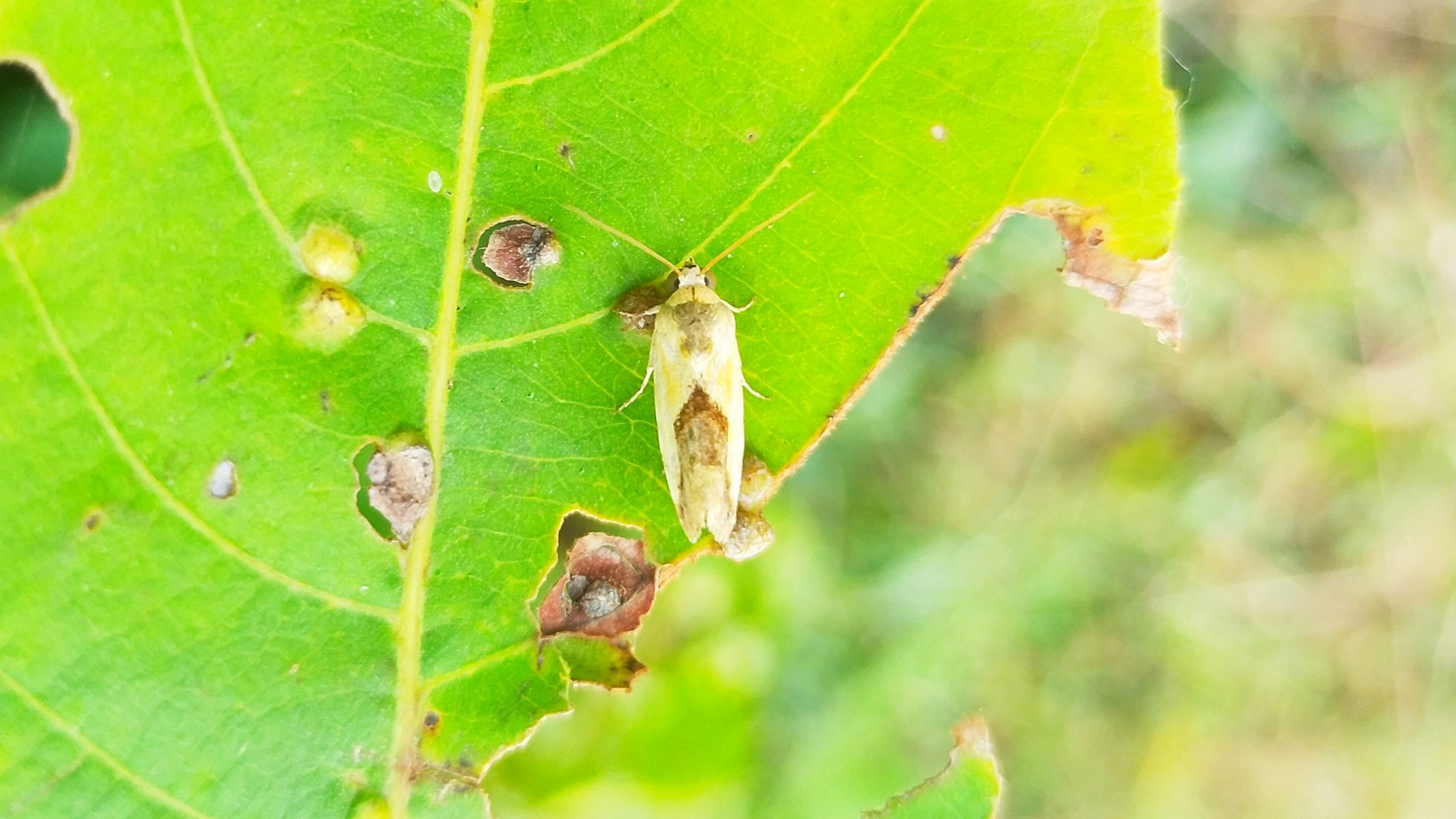 A beetle insect on a leaf