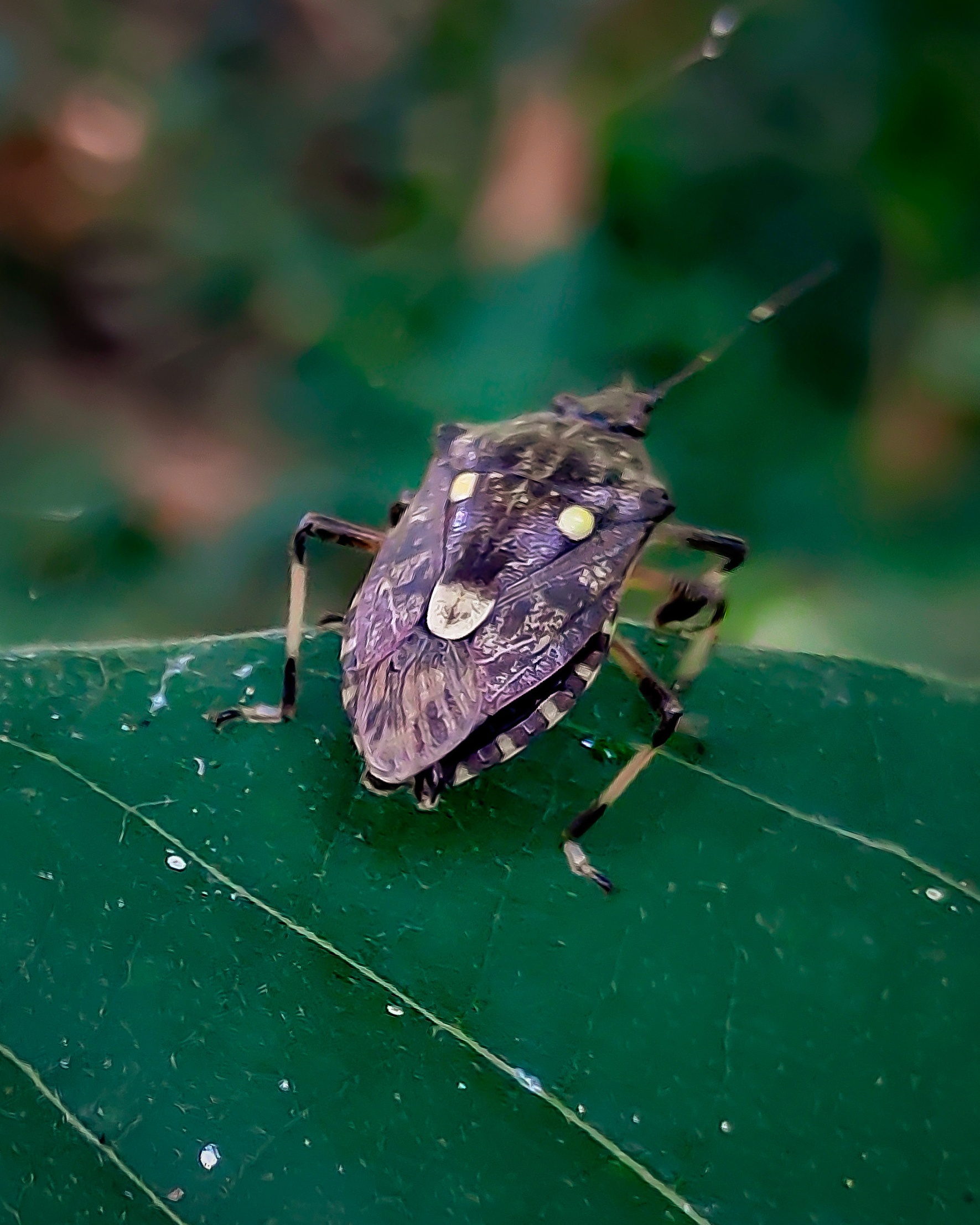 A beetle insect on a leaf