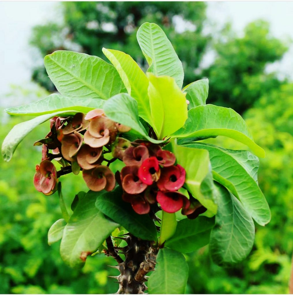 A big elephant - PixaHive