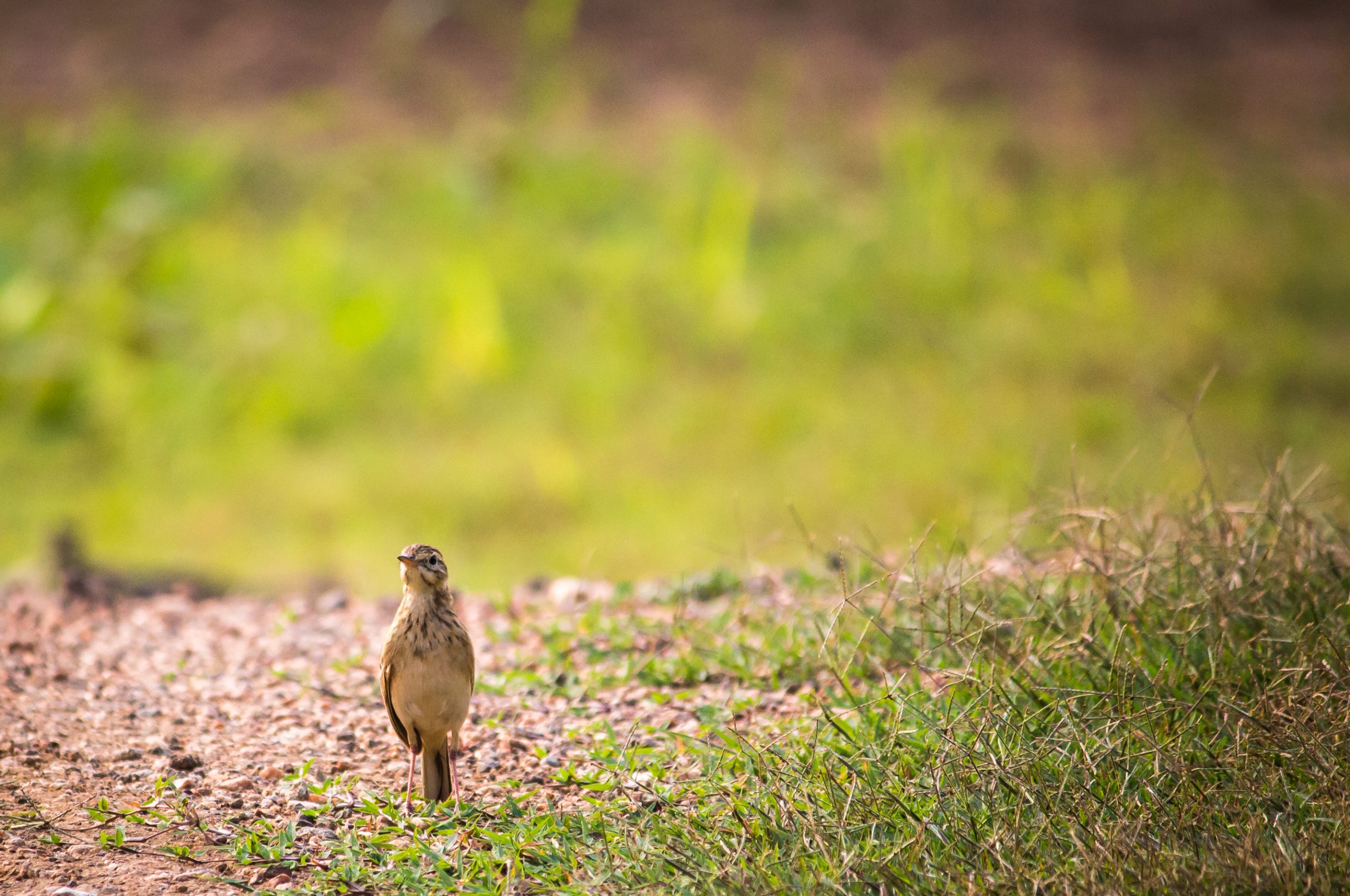 A bird