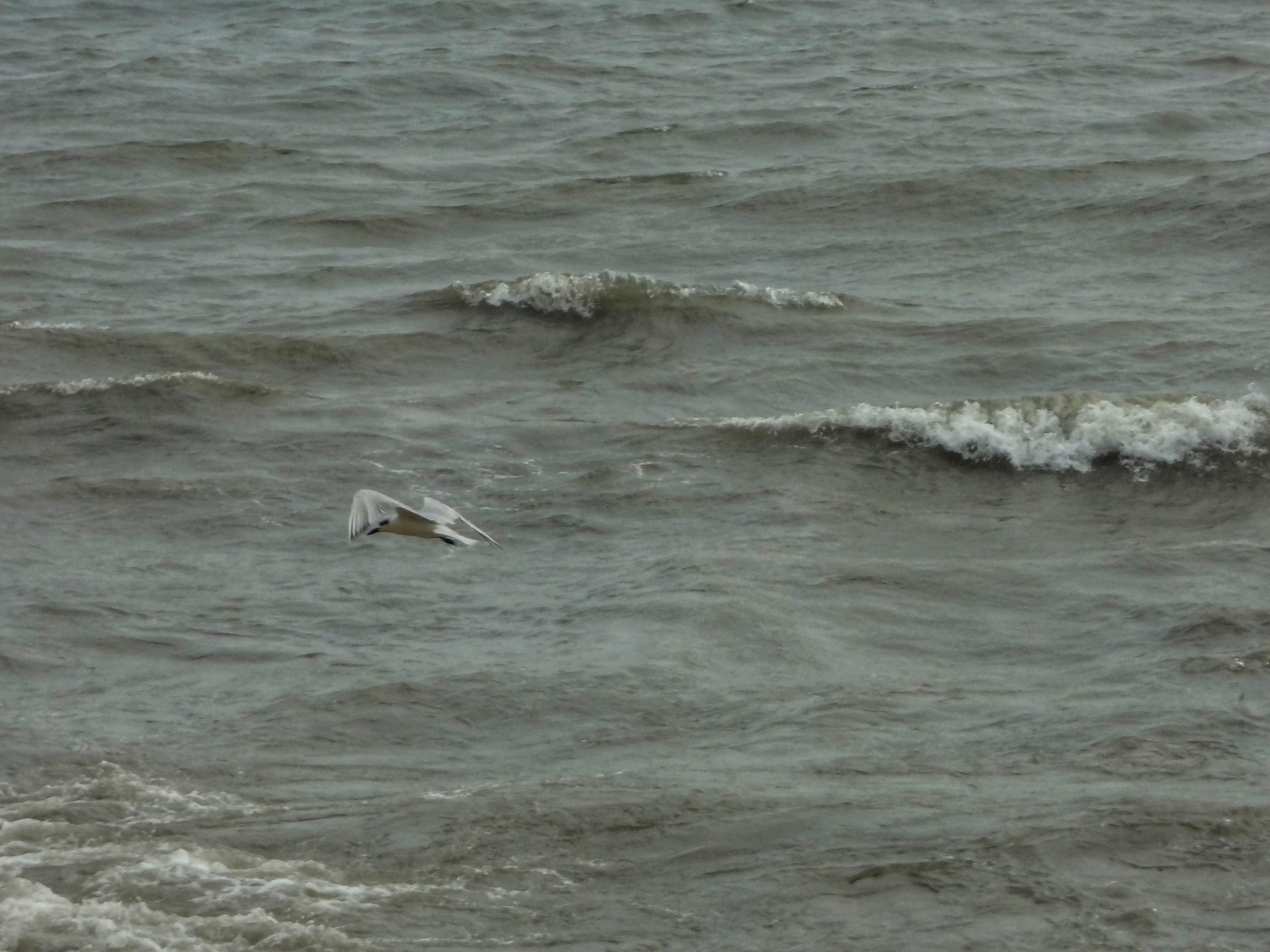 A bird and sea waves