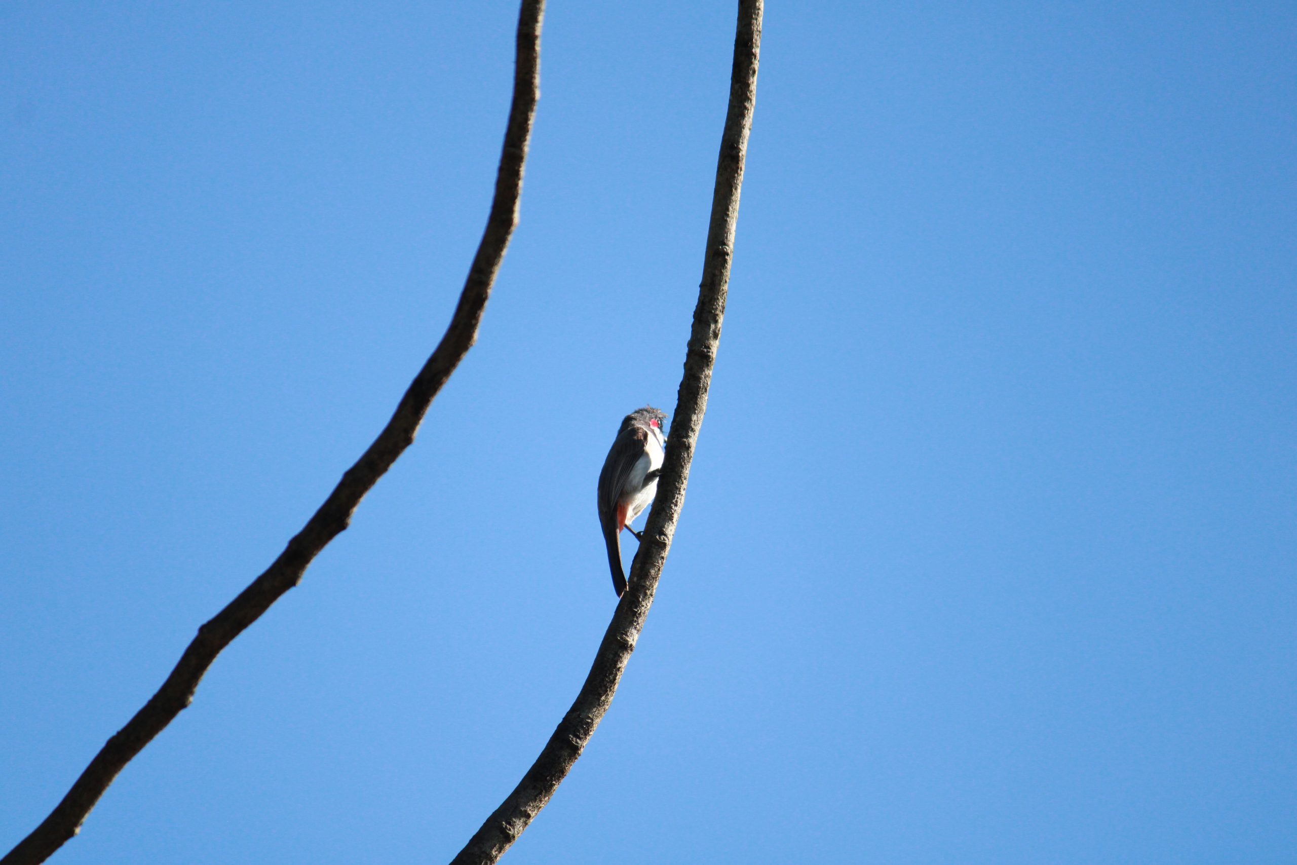 A bird on a branch