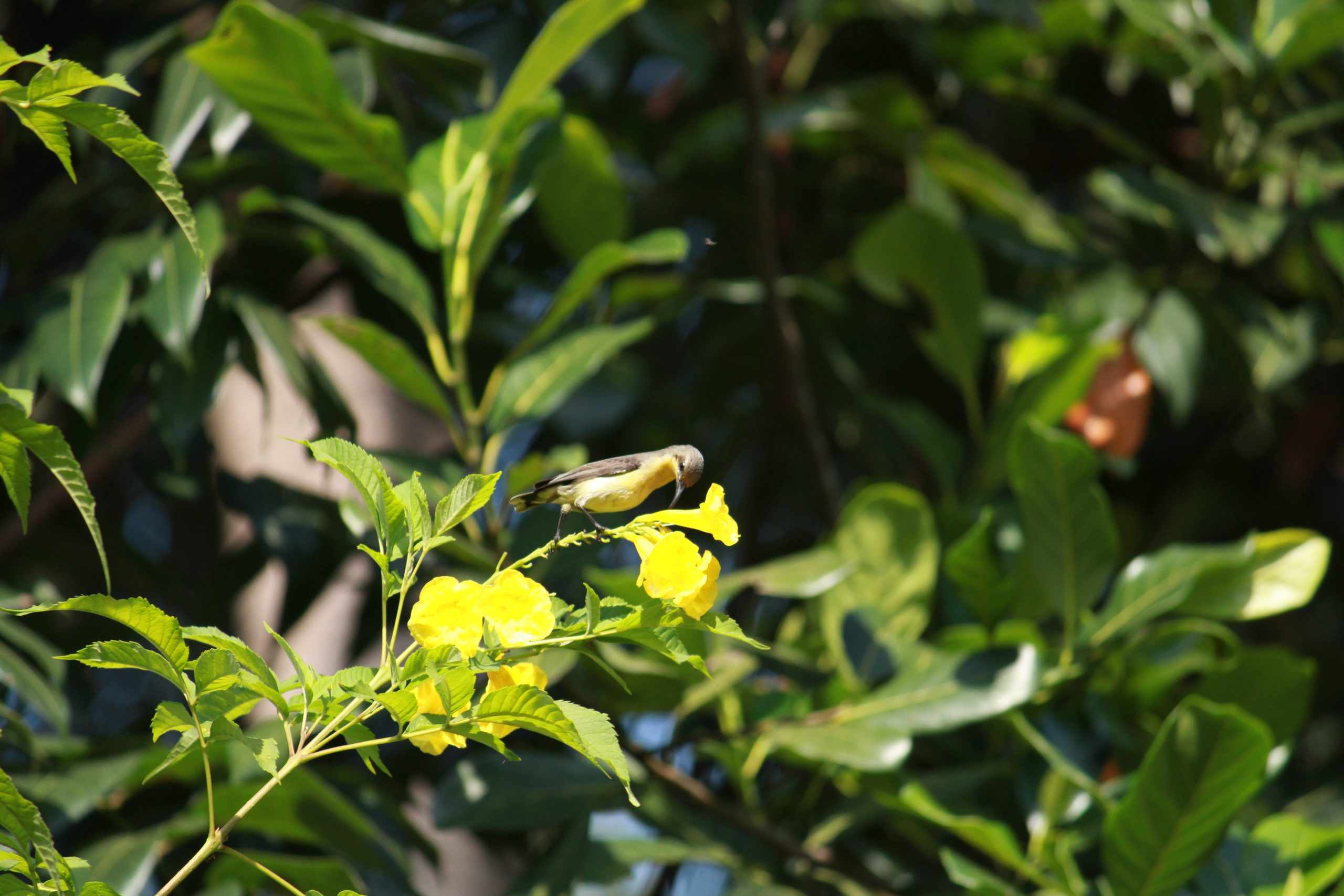 A bird on a flowering plant