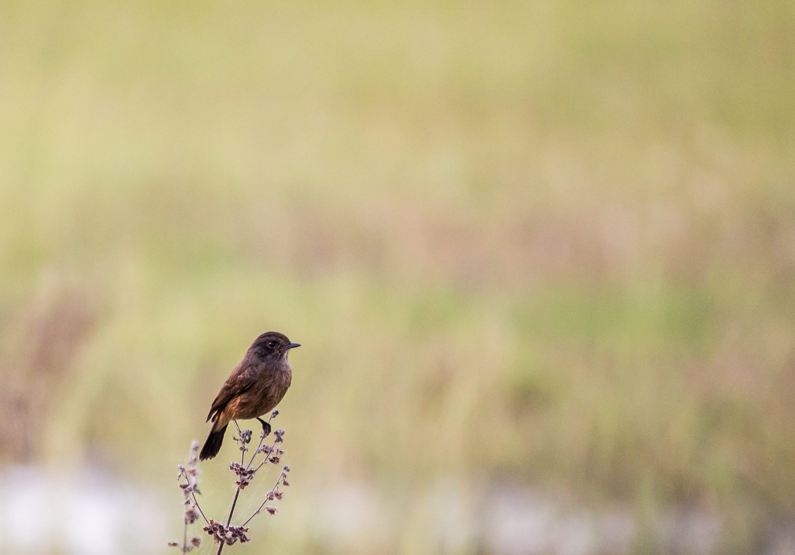 A bird on a plant