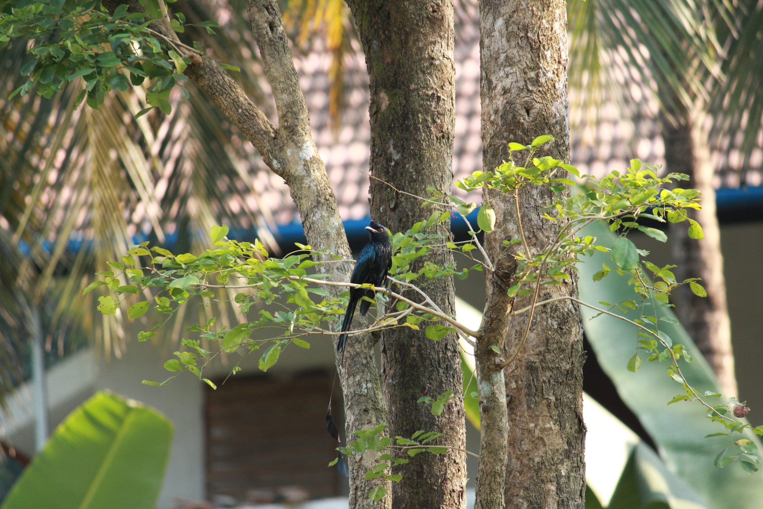 A bird on a tree