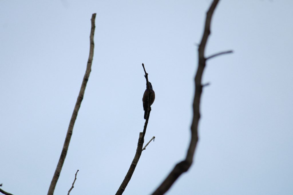 A bird on a twig - PixaHive